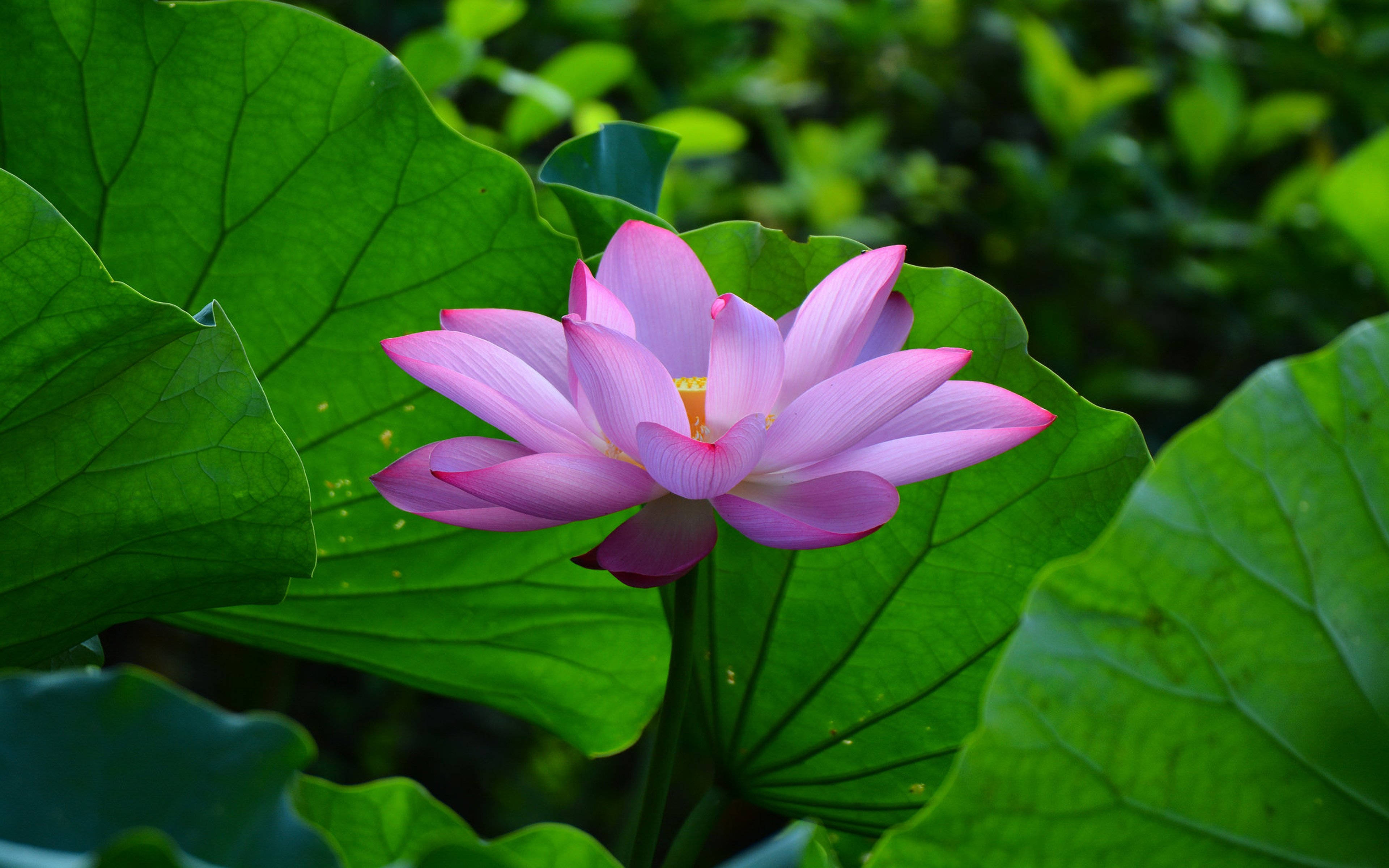 粉彩夏日莲花植物 壁紙