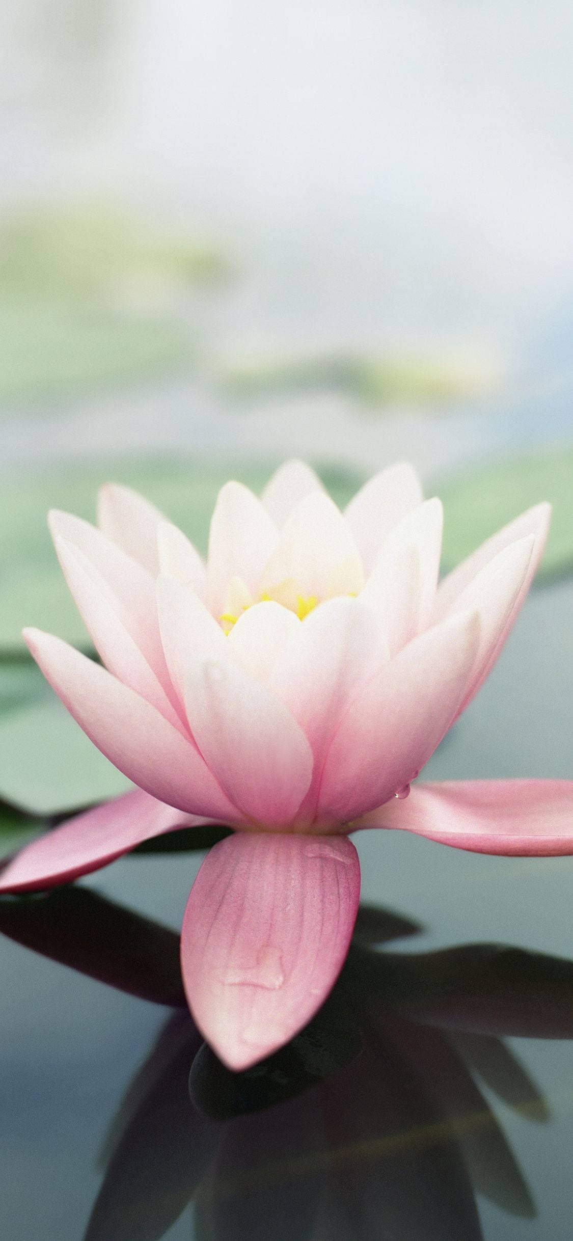 粉紅原始蓮花蘋果花 壁紙
