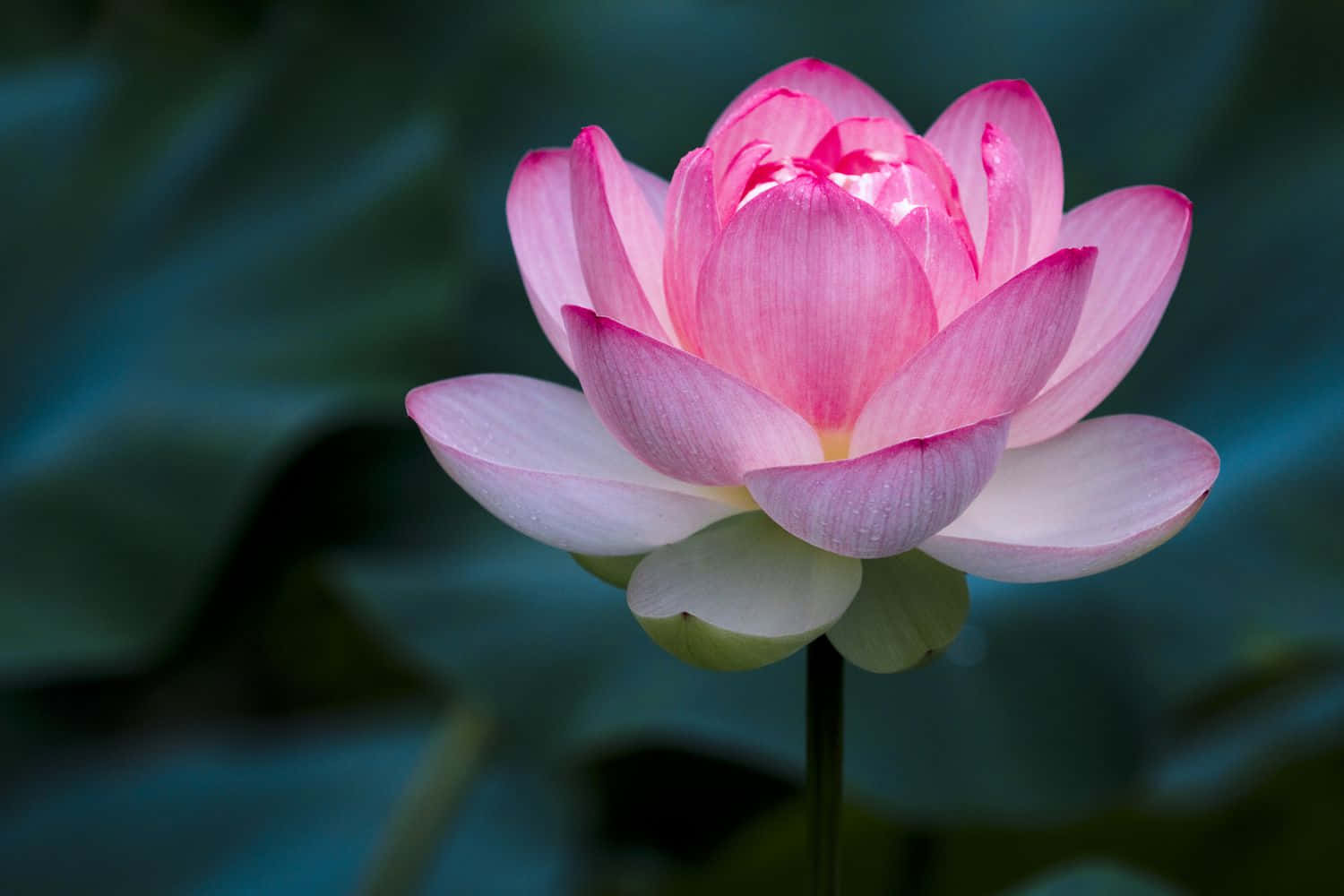 花卉圖片 — 花朵 壁紙