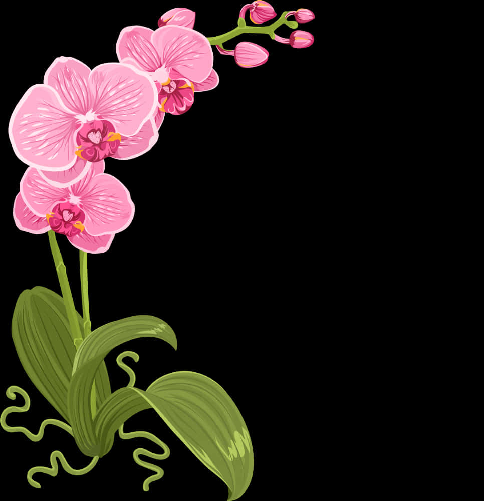 粉紅蘭花插畫 壁紙