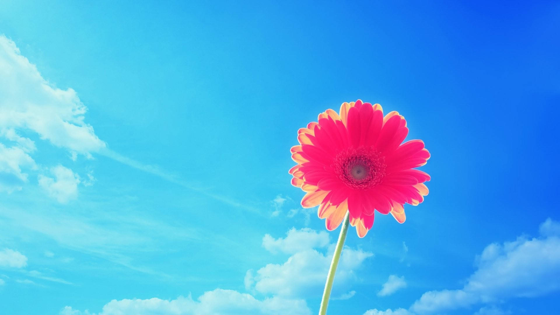 粉紅非洲菊夏日桌面 壁紙