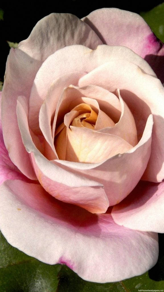 粉红玫瑰花朵iPhone 壁紙