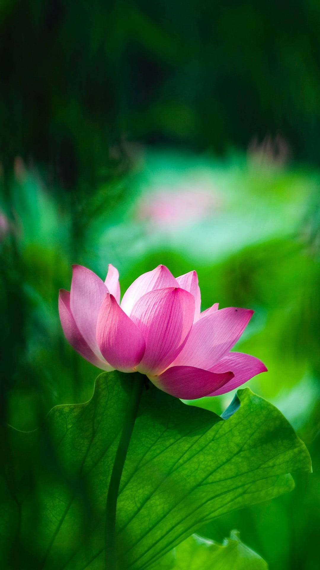 粉红莲花风铃 壁紙