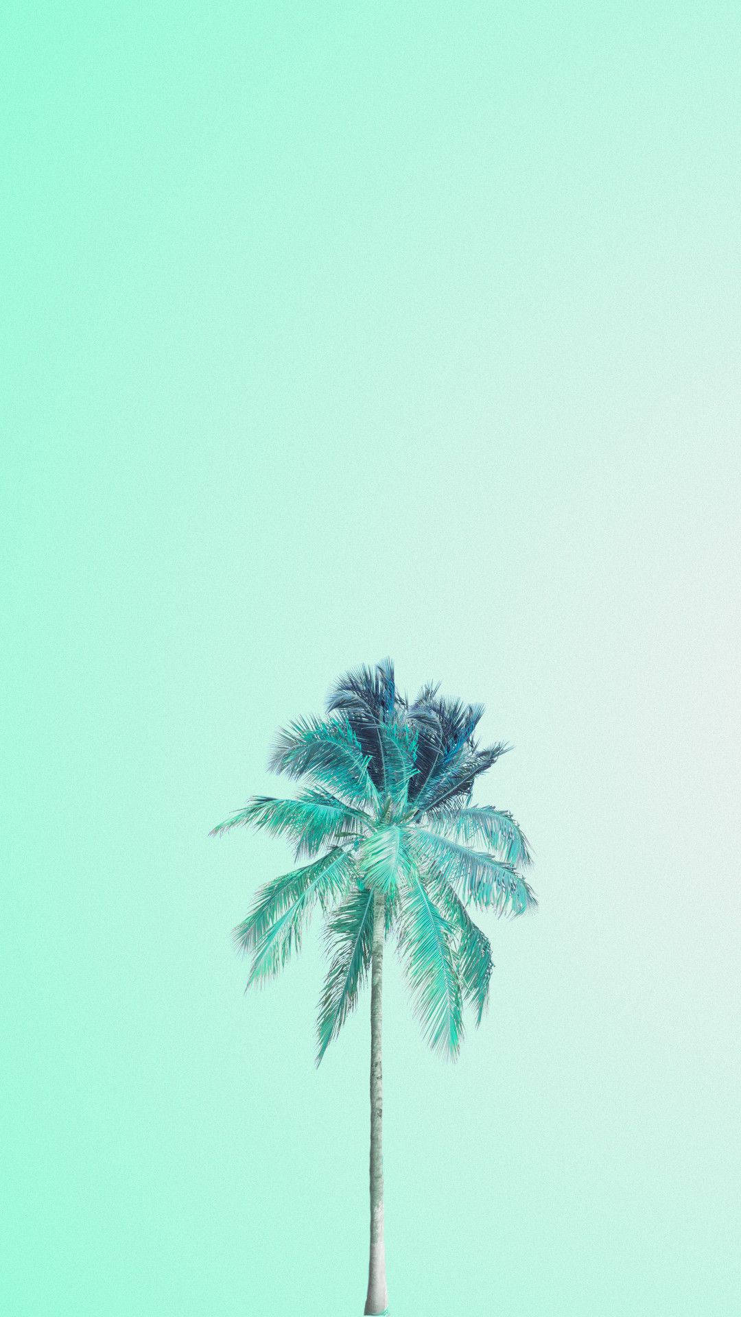 粉绿背景上的椰子 壁紙