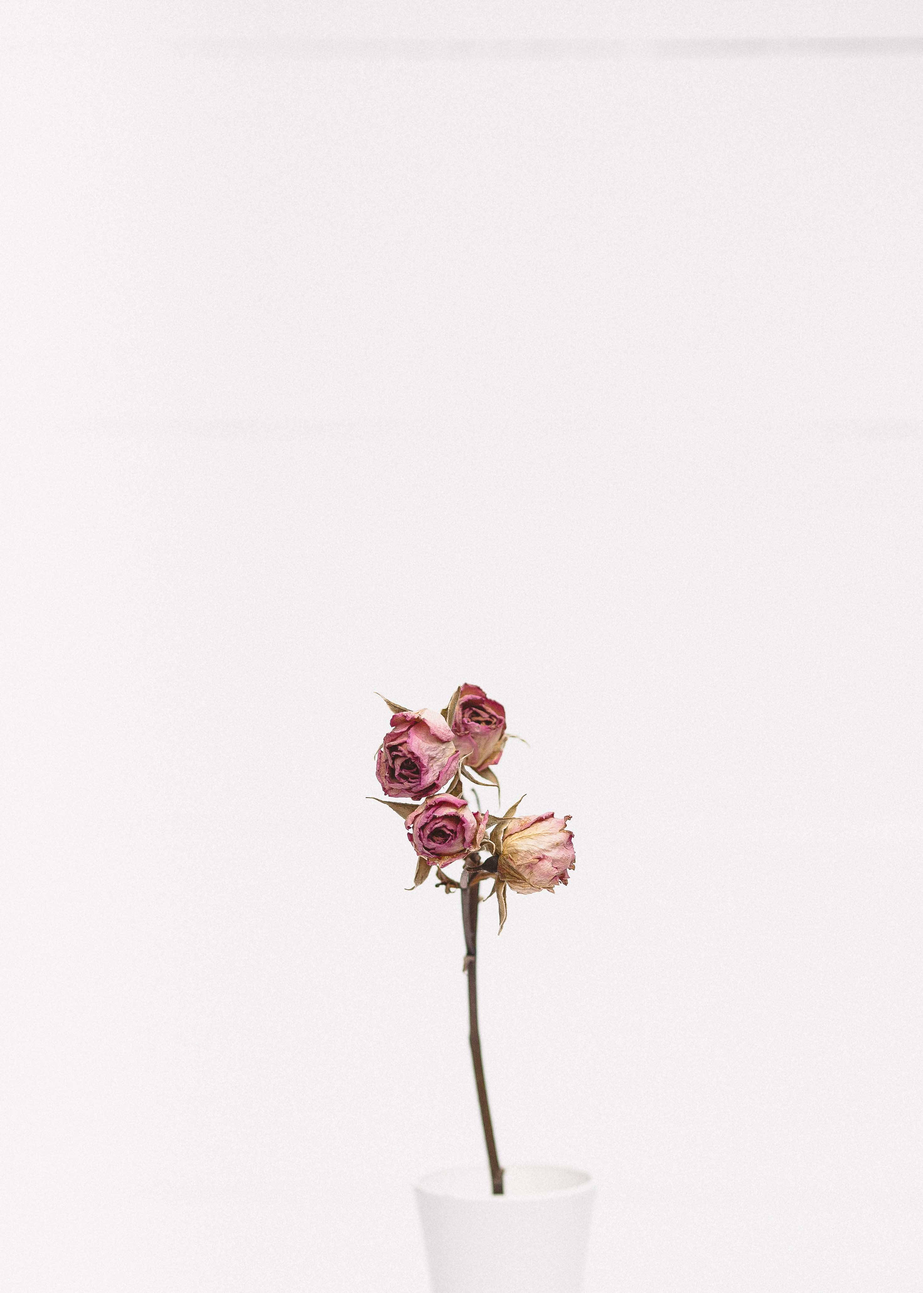 粉色玫瑰的极简之美 壁紙