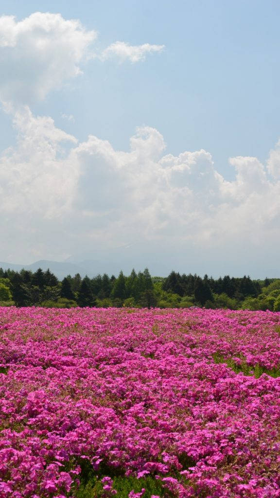 粉色花园花卉iPhone壁纸 壁紙