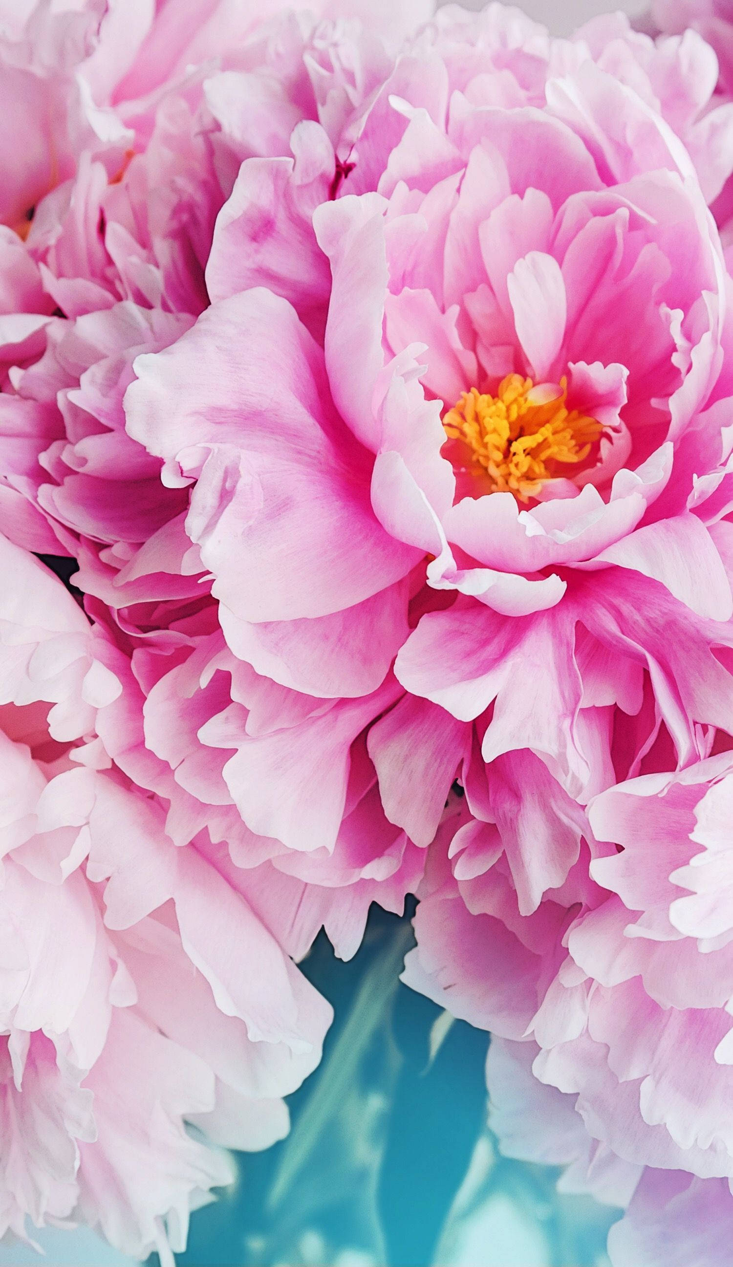 粉色花瓣花卉iPhone壁纸 壁紙