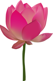 粉色蓮花插畫 壁紙