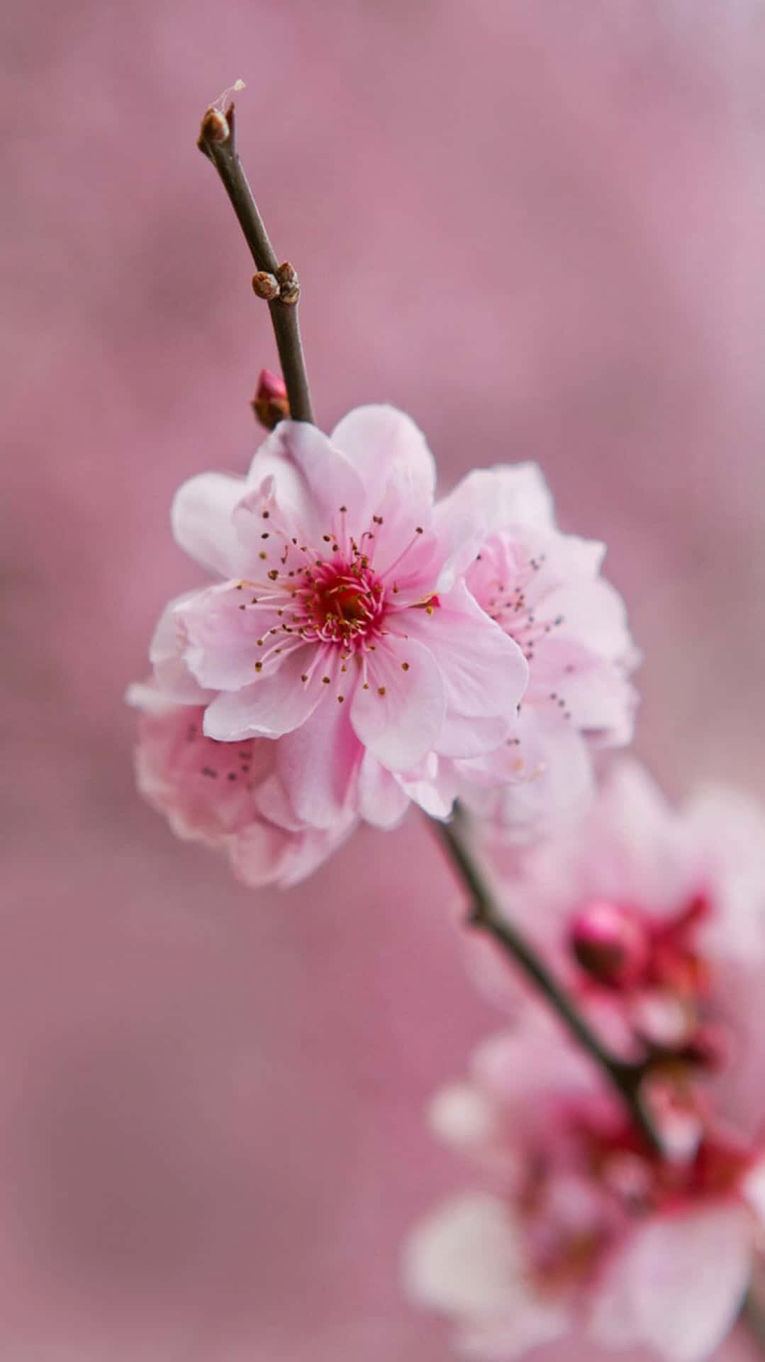 粉花手机