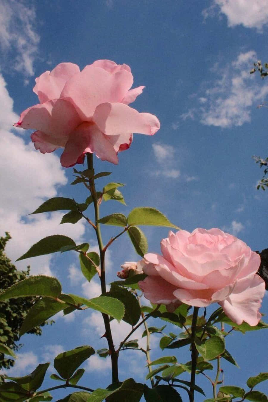 粉花美学壁纸 壁紙
