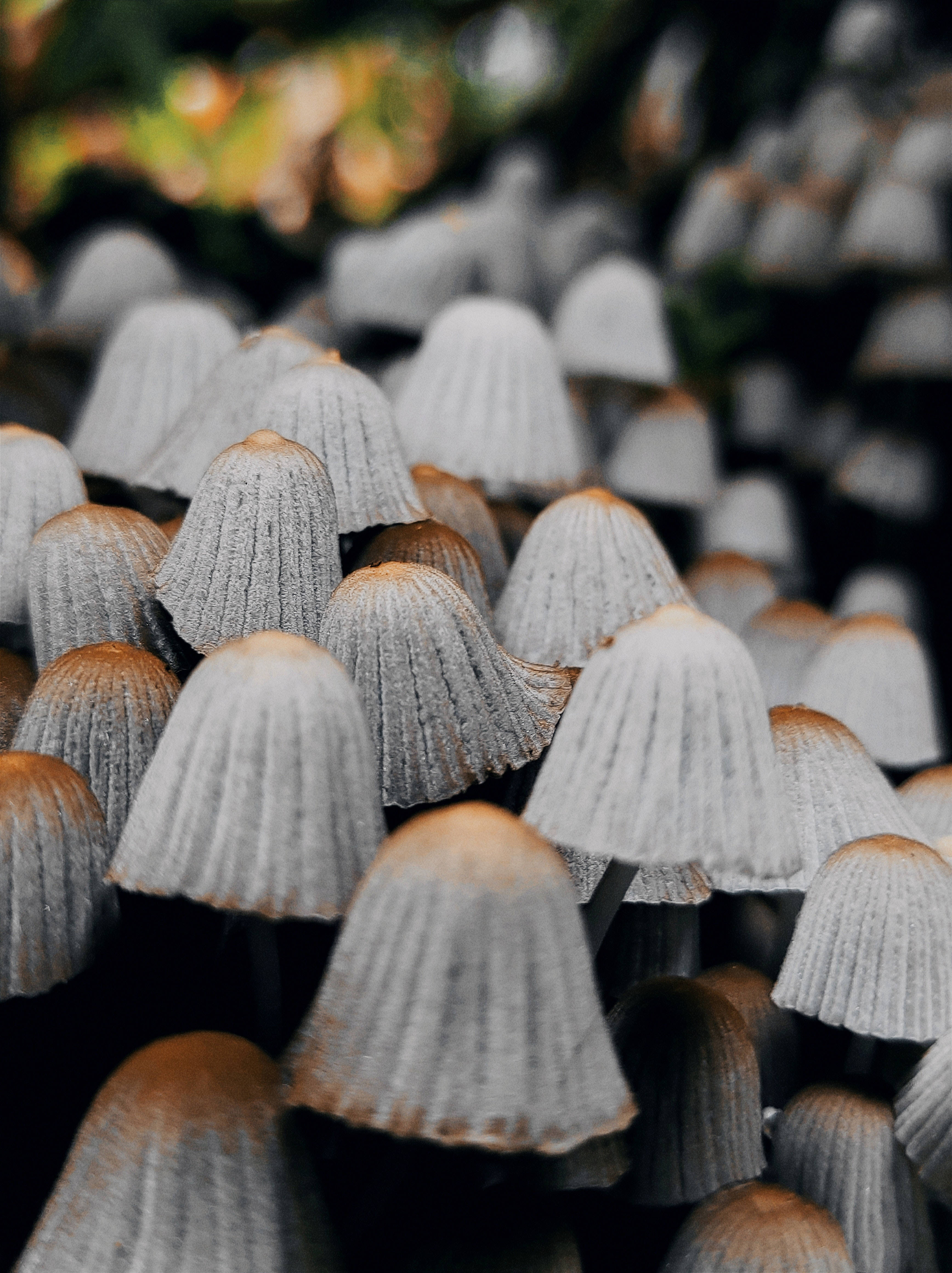 精靈帽菇美學 壁紙