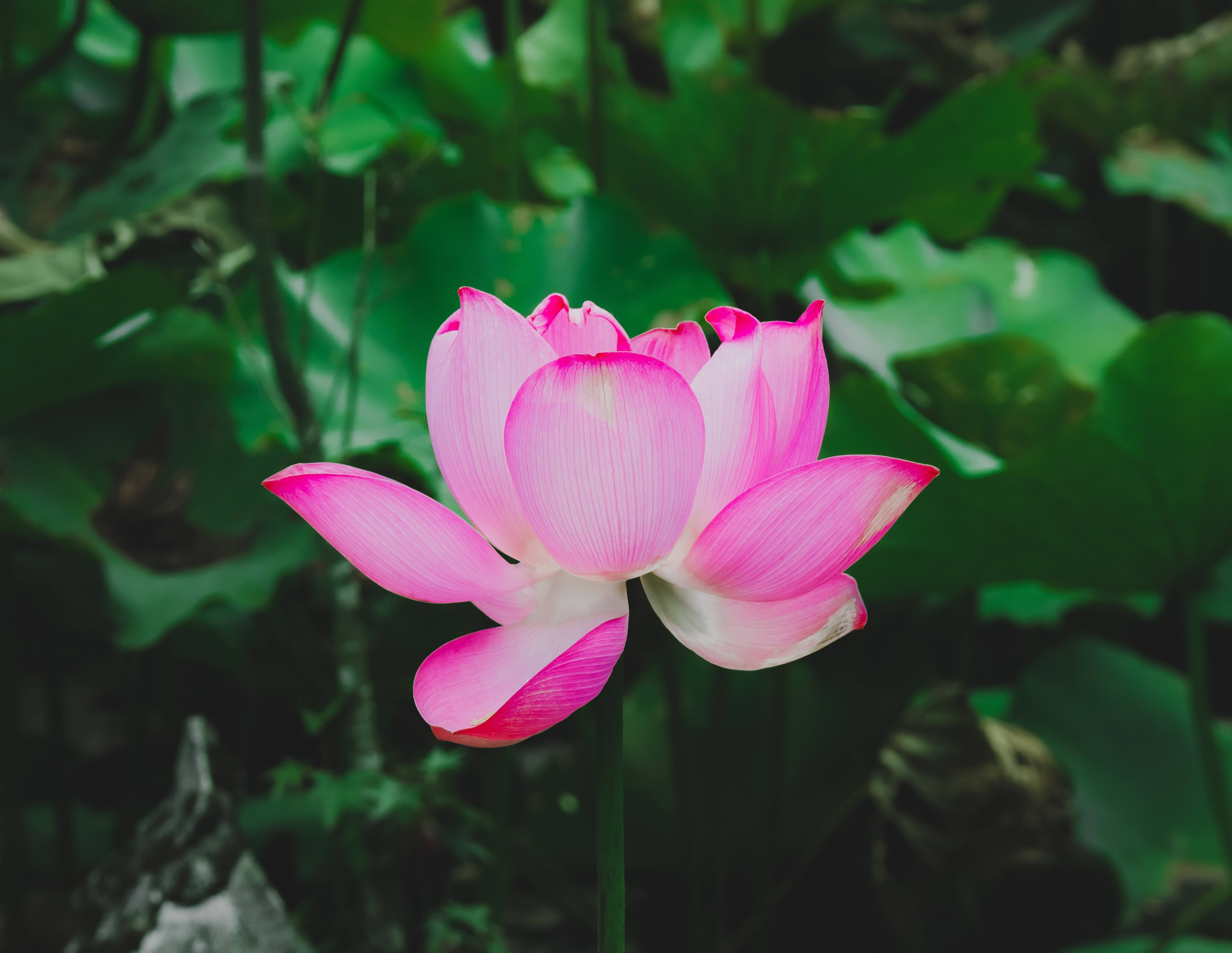 約翰的紅蓮花 壁紙