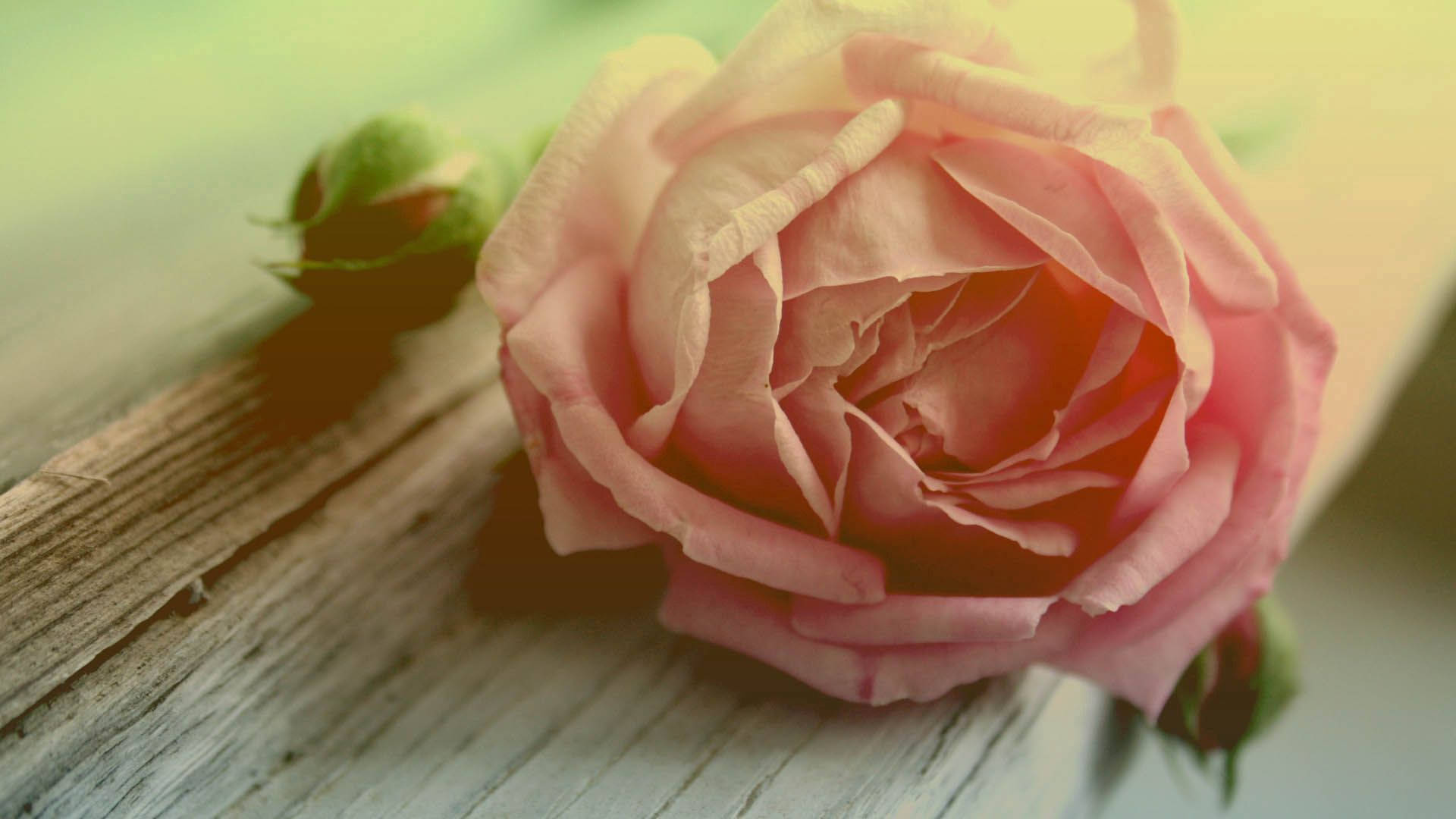 預覽桌布 玫瑰, 花朵, 花瓣 — 玫瑰 壁紙