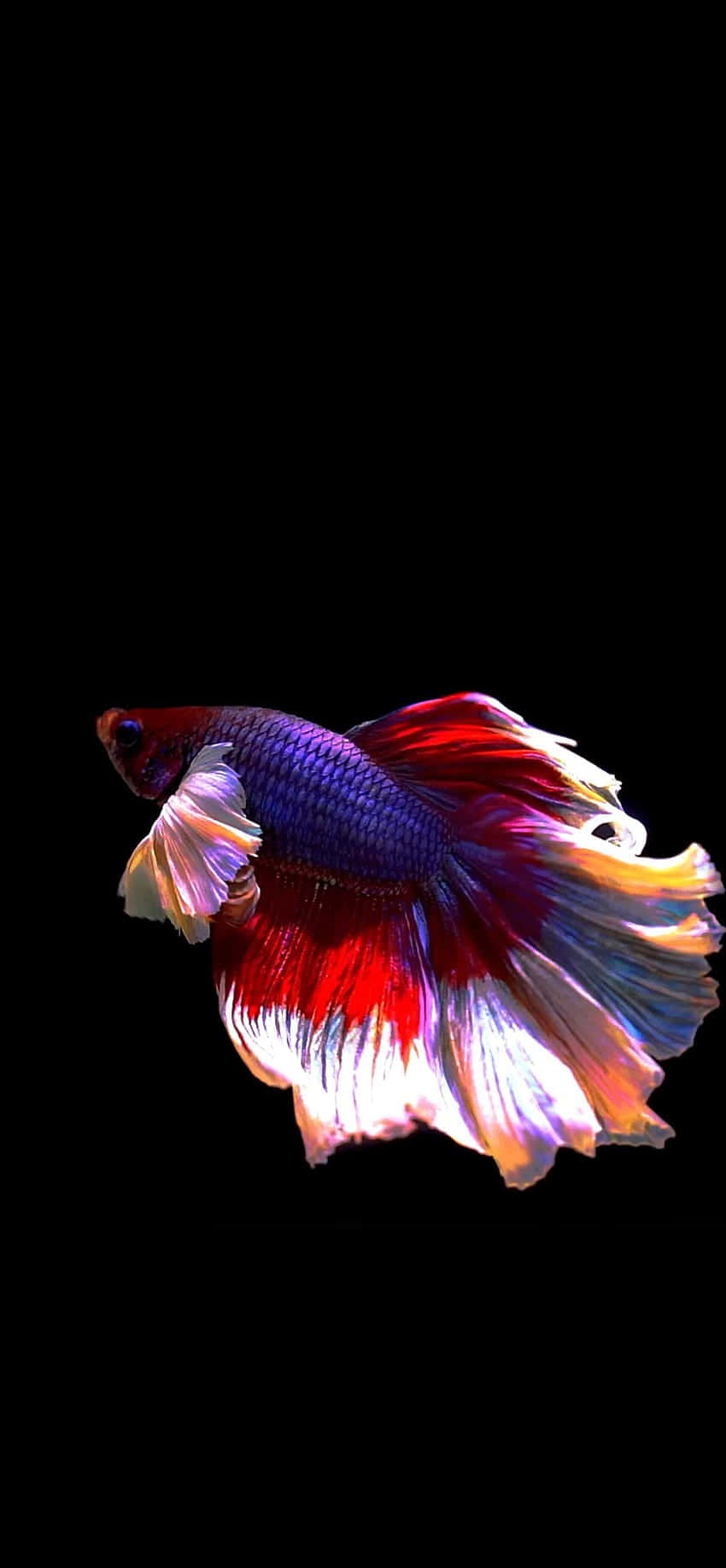 紅白 Betta Android 魚類背景 壁紙