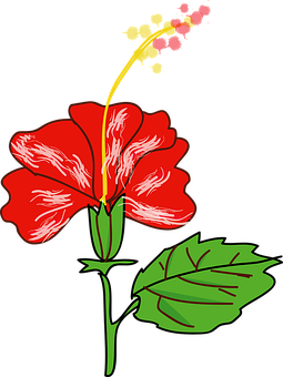紅色木槿花向量插圖 — 花朵 壁紙