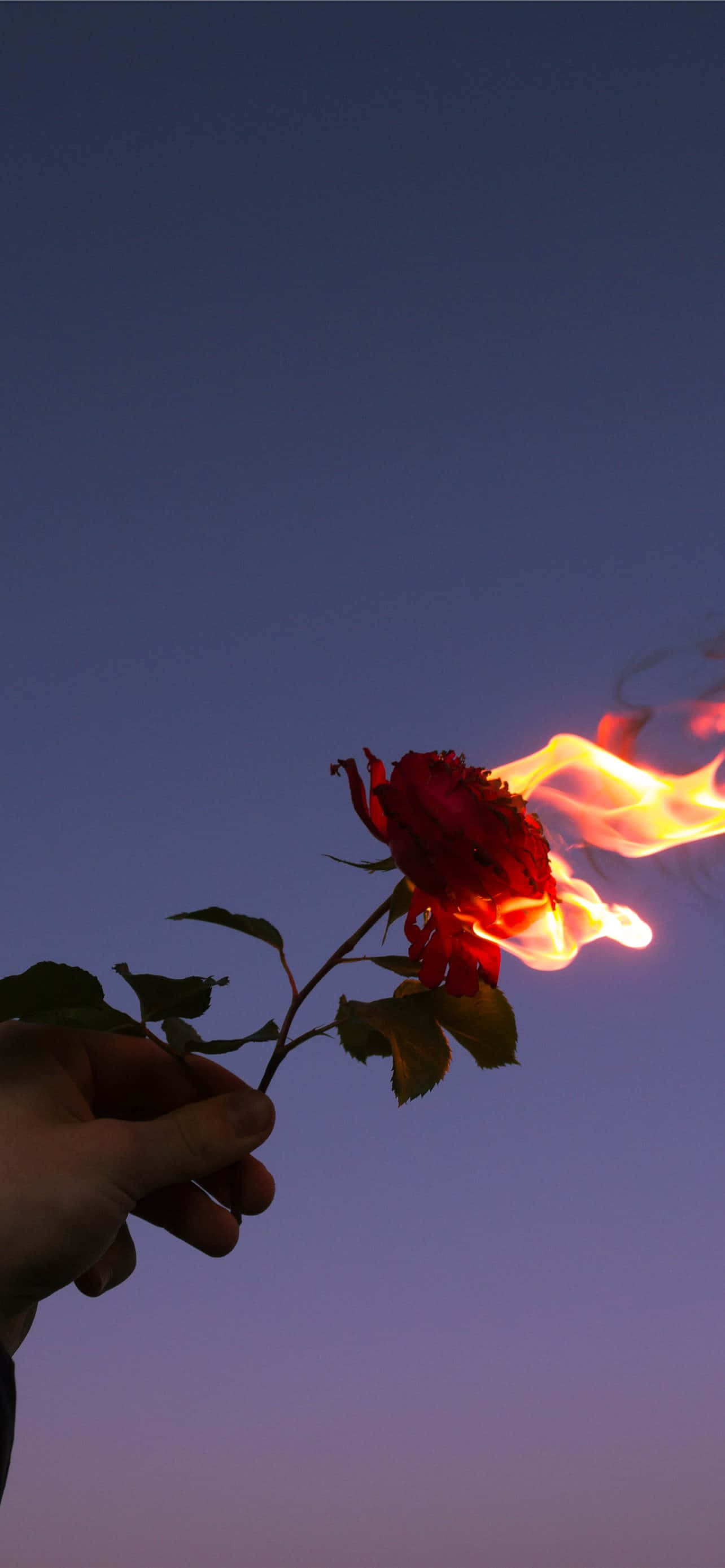 紅色花朵照片 壁紙