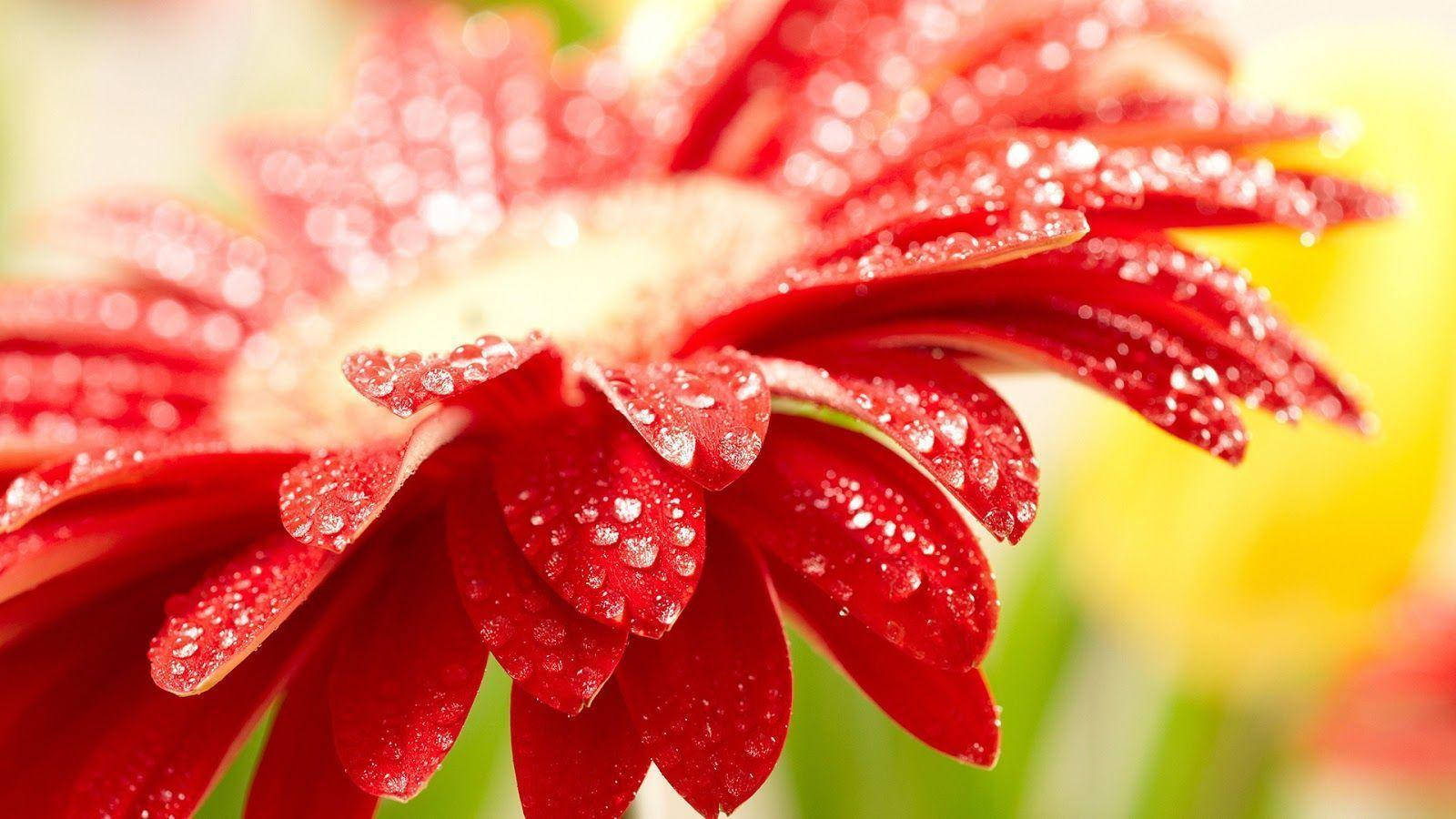 紅色非洲菊可愛桌面 壁紙