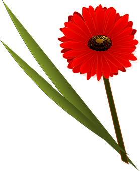紅花黑背景 壁紙