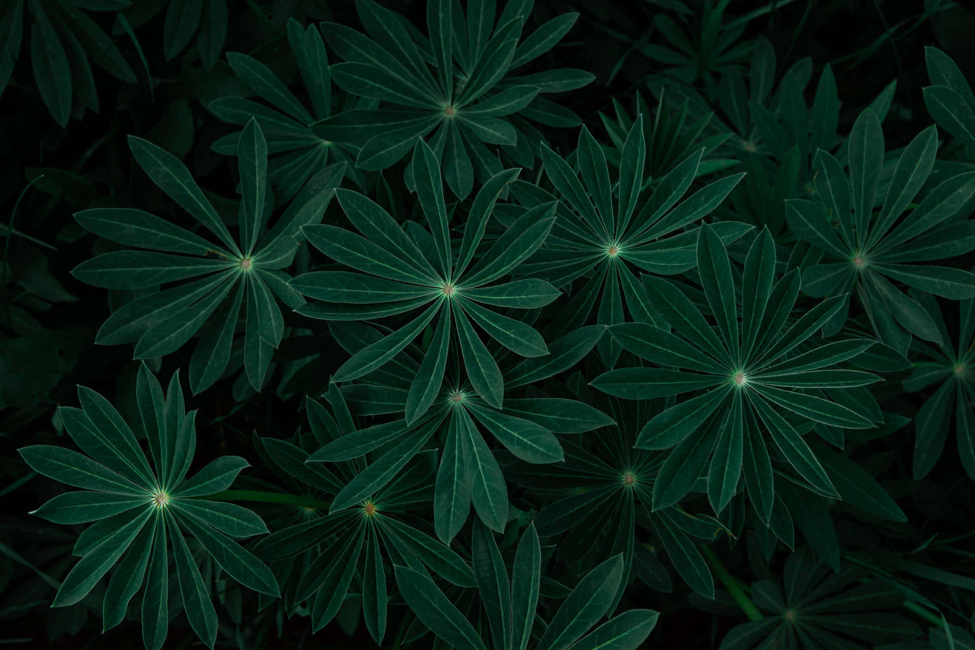 純深綠色桌布 壁紙