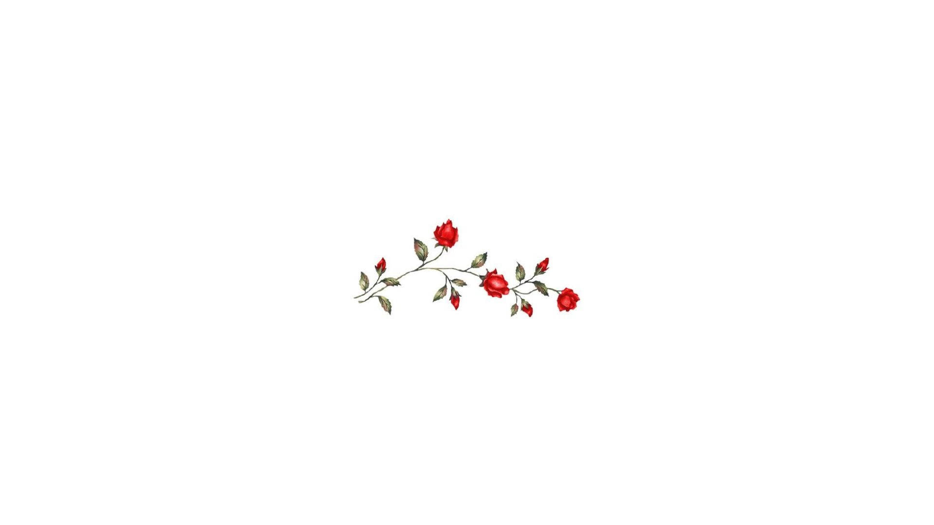 純白背景上的美學紅玫瑰 壁紙