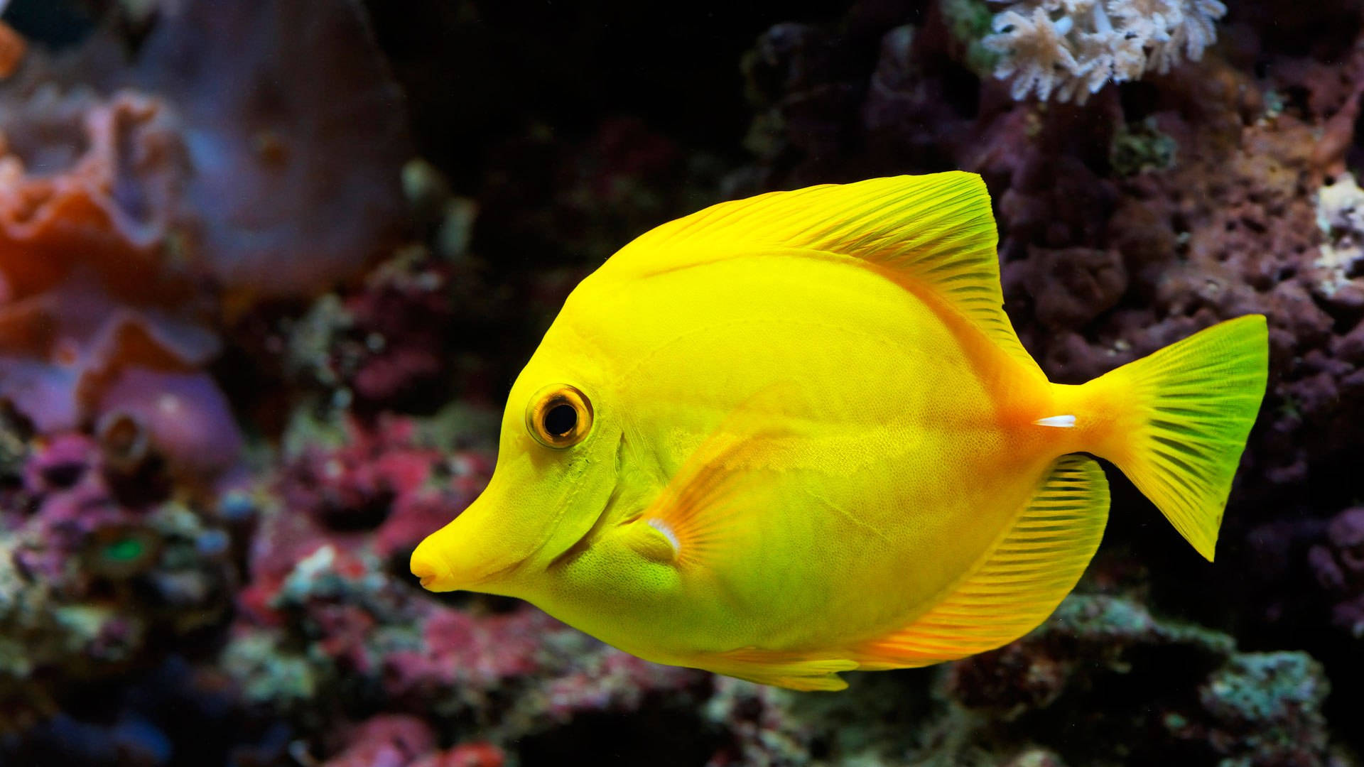 純黃酷魚 壁紙