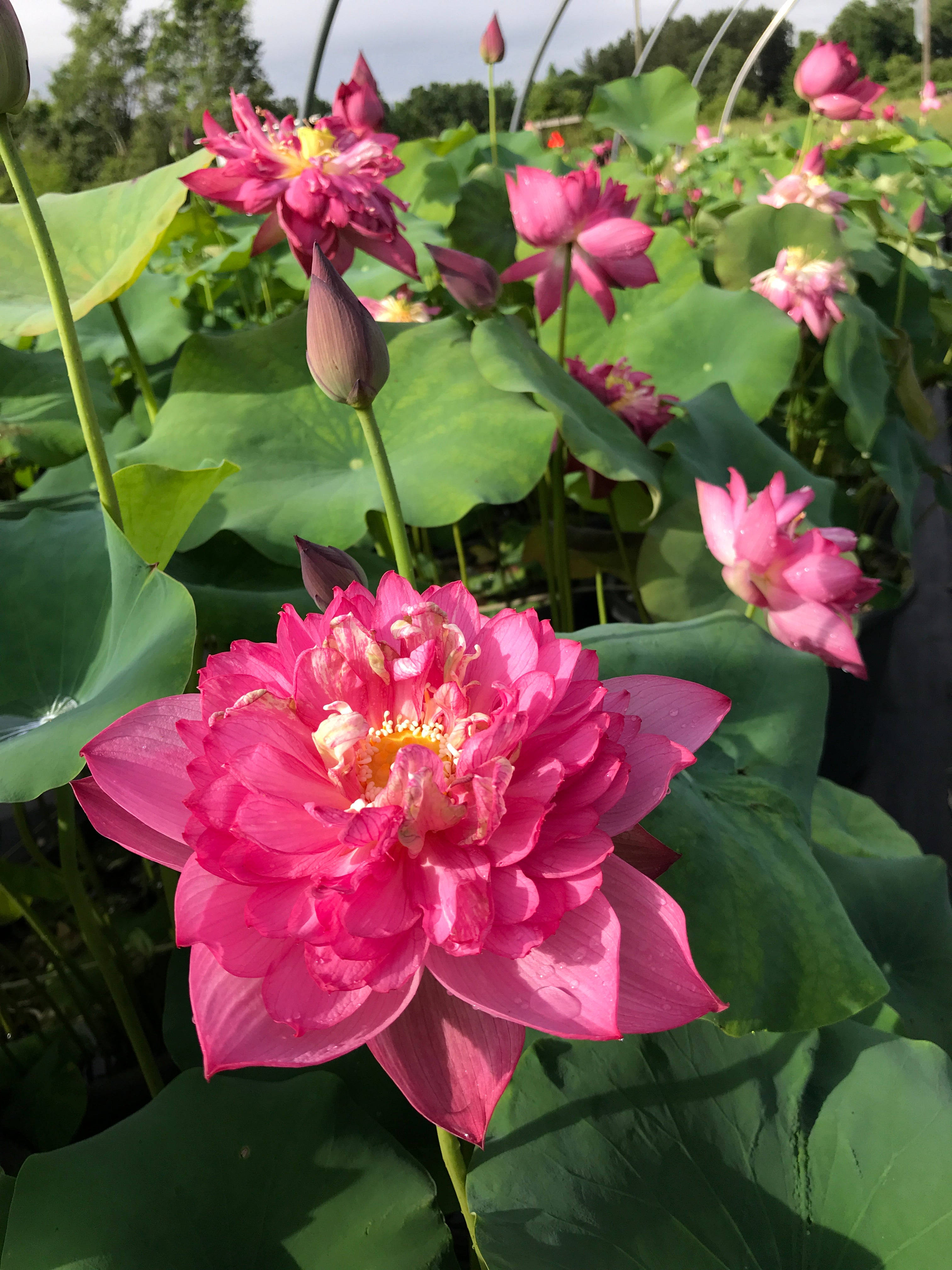 紫粉蓮花 壁紙