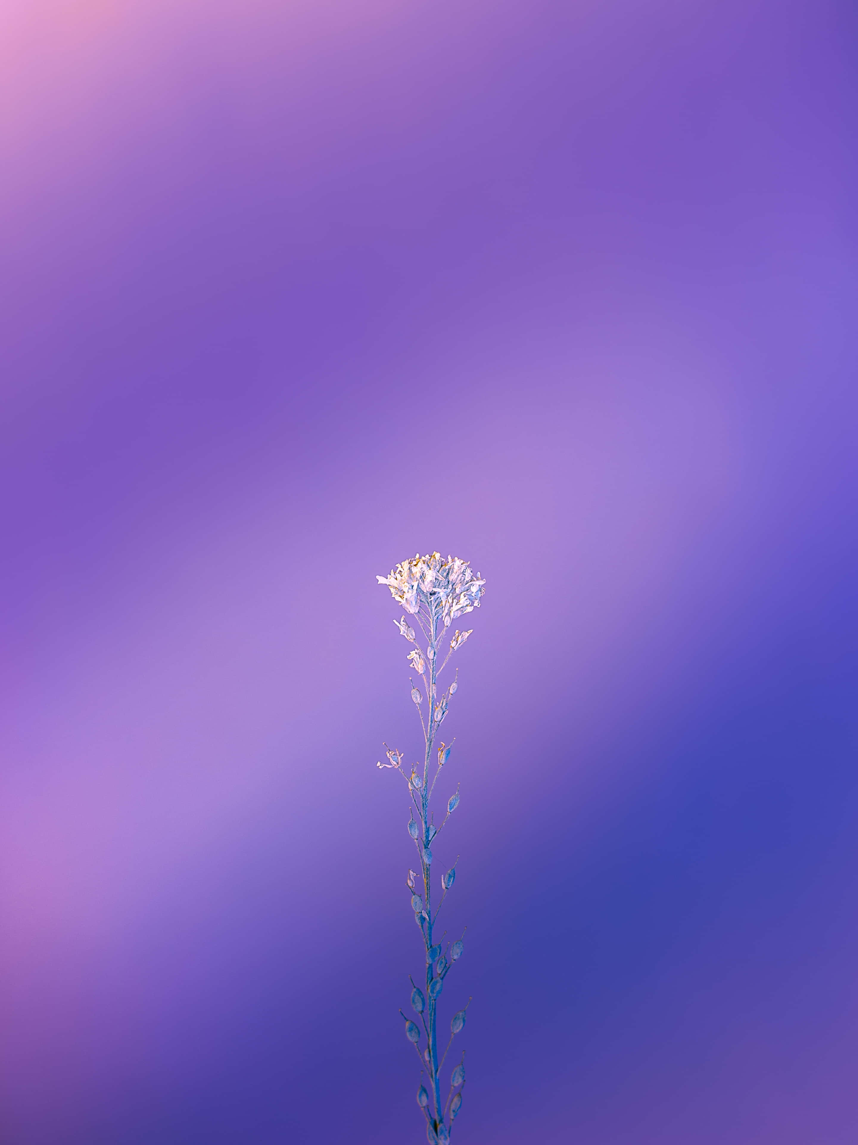 紫色之美 壁紙