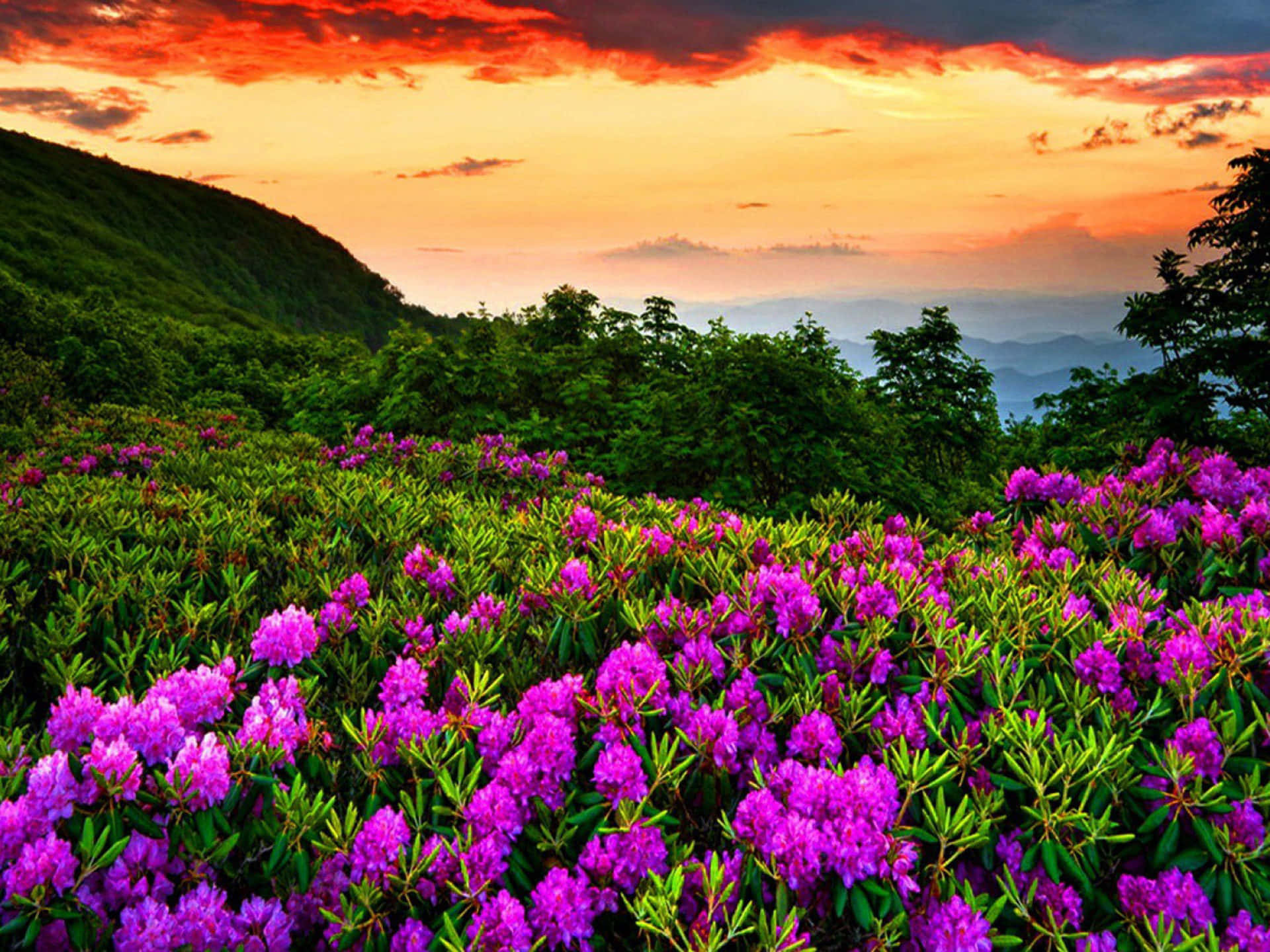 紫色杜鹃与杜鹃花春日花卉背景 壁紙