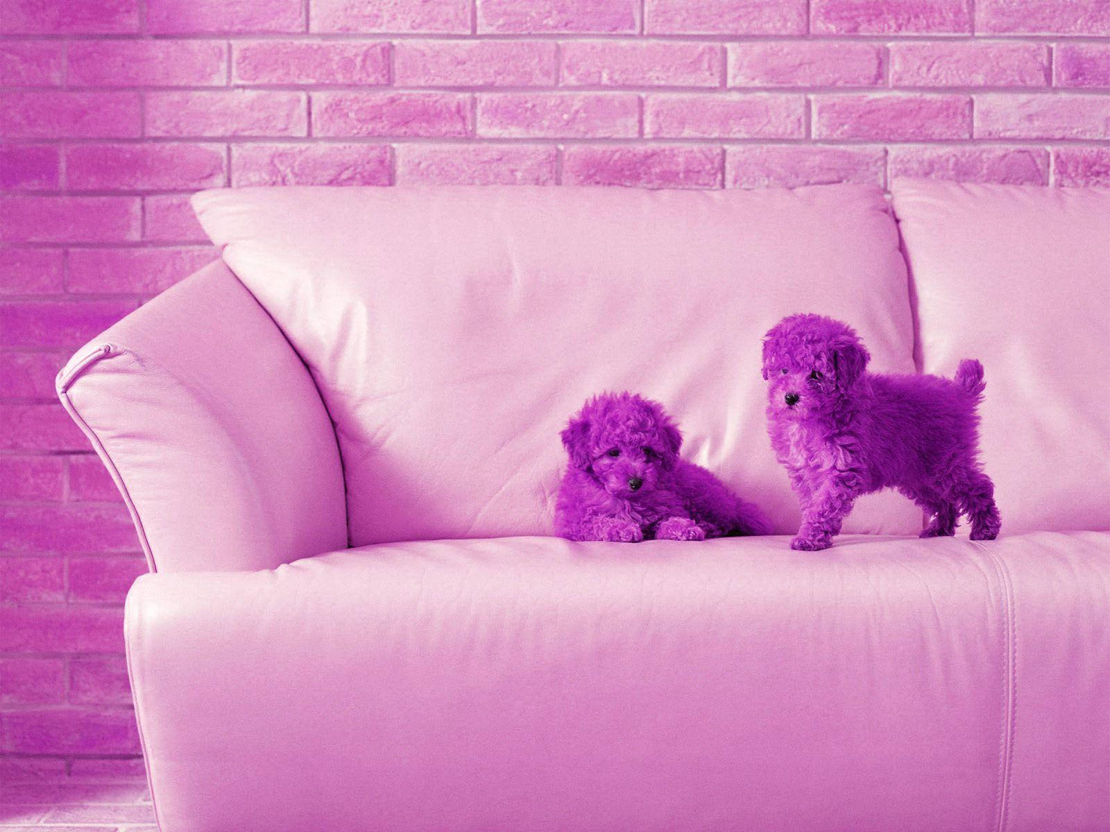 紫色比熊幼犬可爱桌面壁纸 壁紙