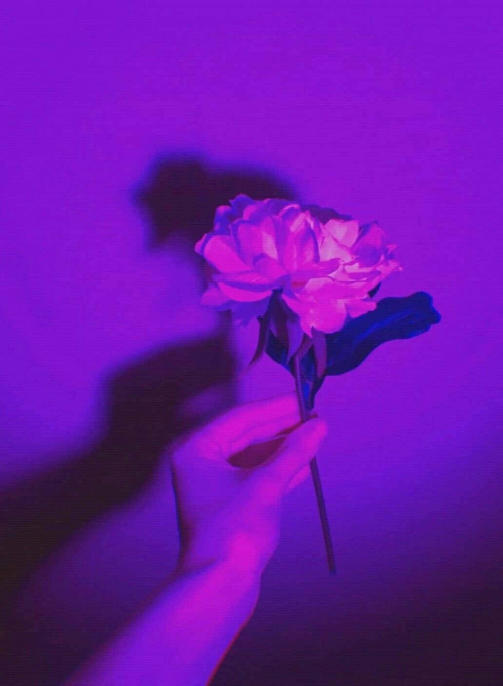 紫色美學手捧玫瑰圖片 壁紙