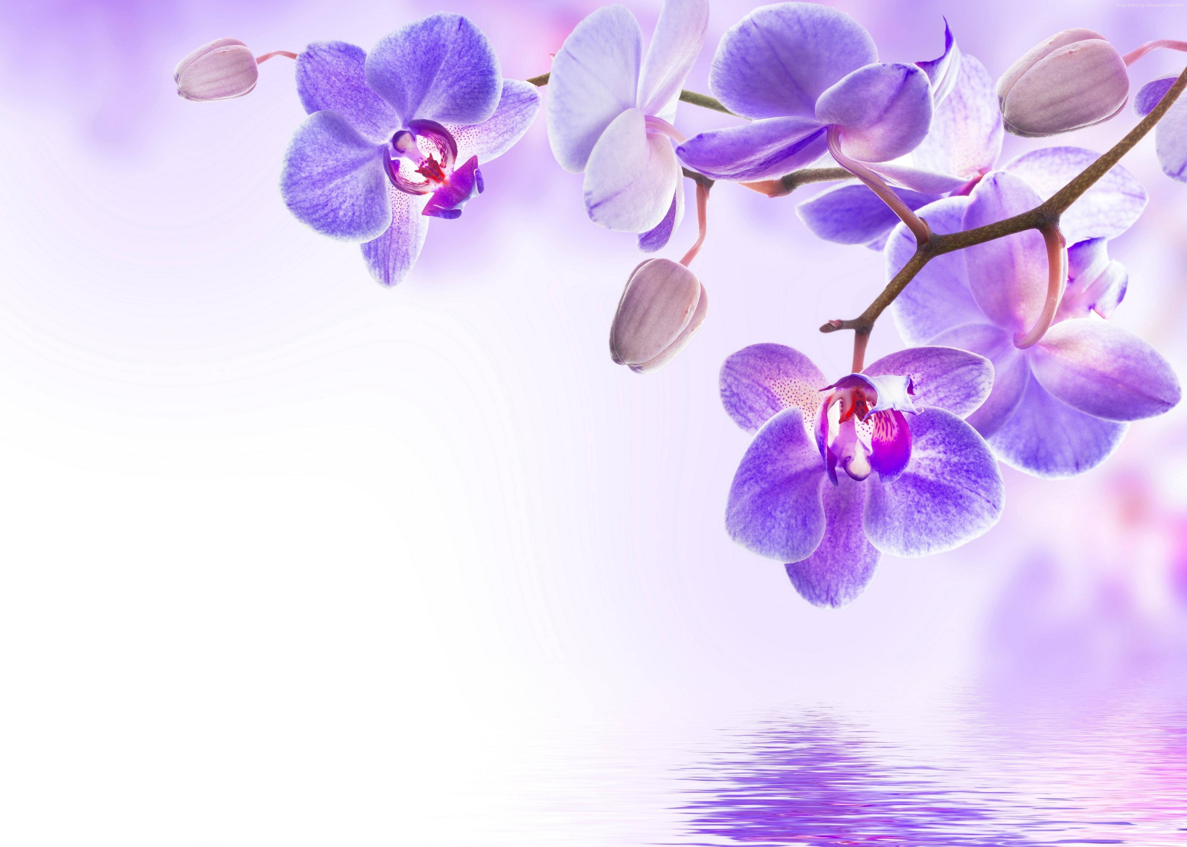 紫色花朵與湖景藝術 壁紙