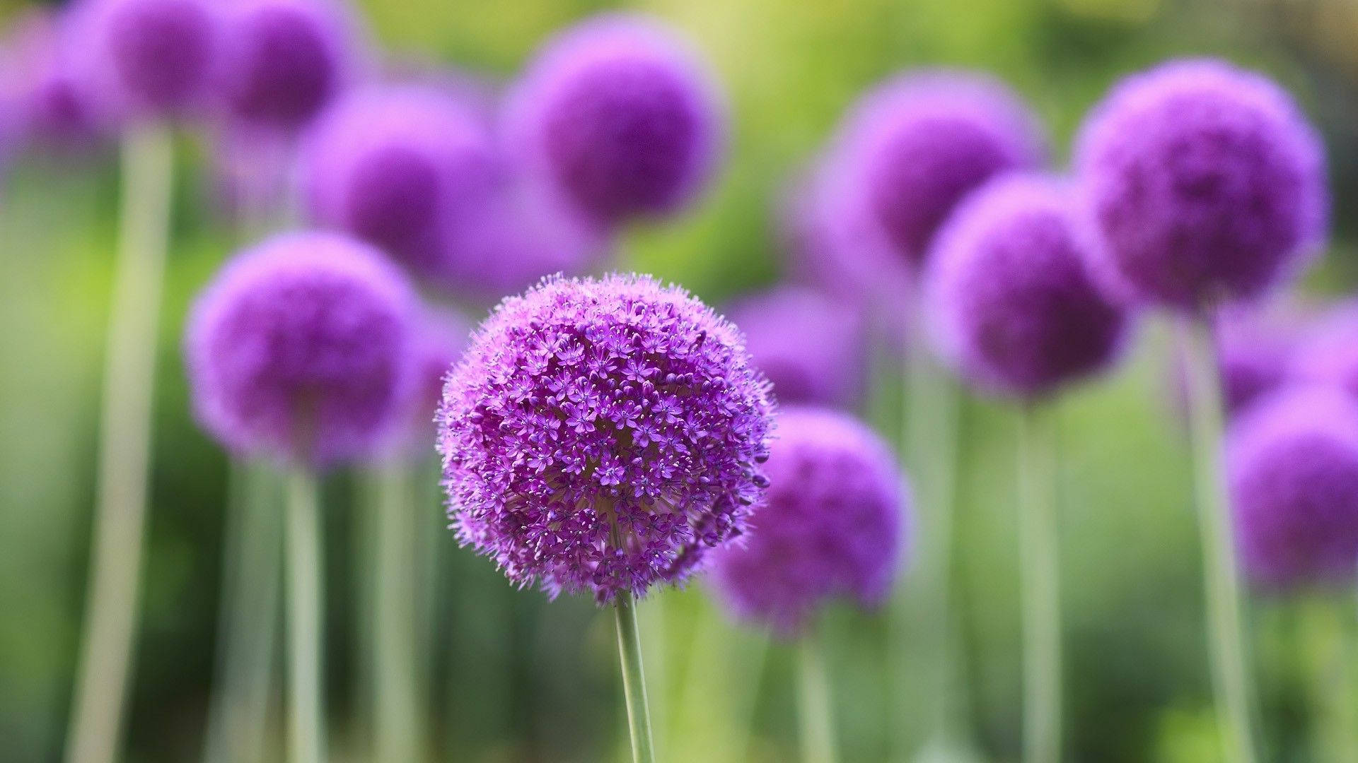紫花蔥球莖植物 壁紙