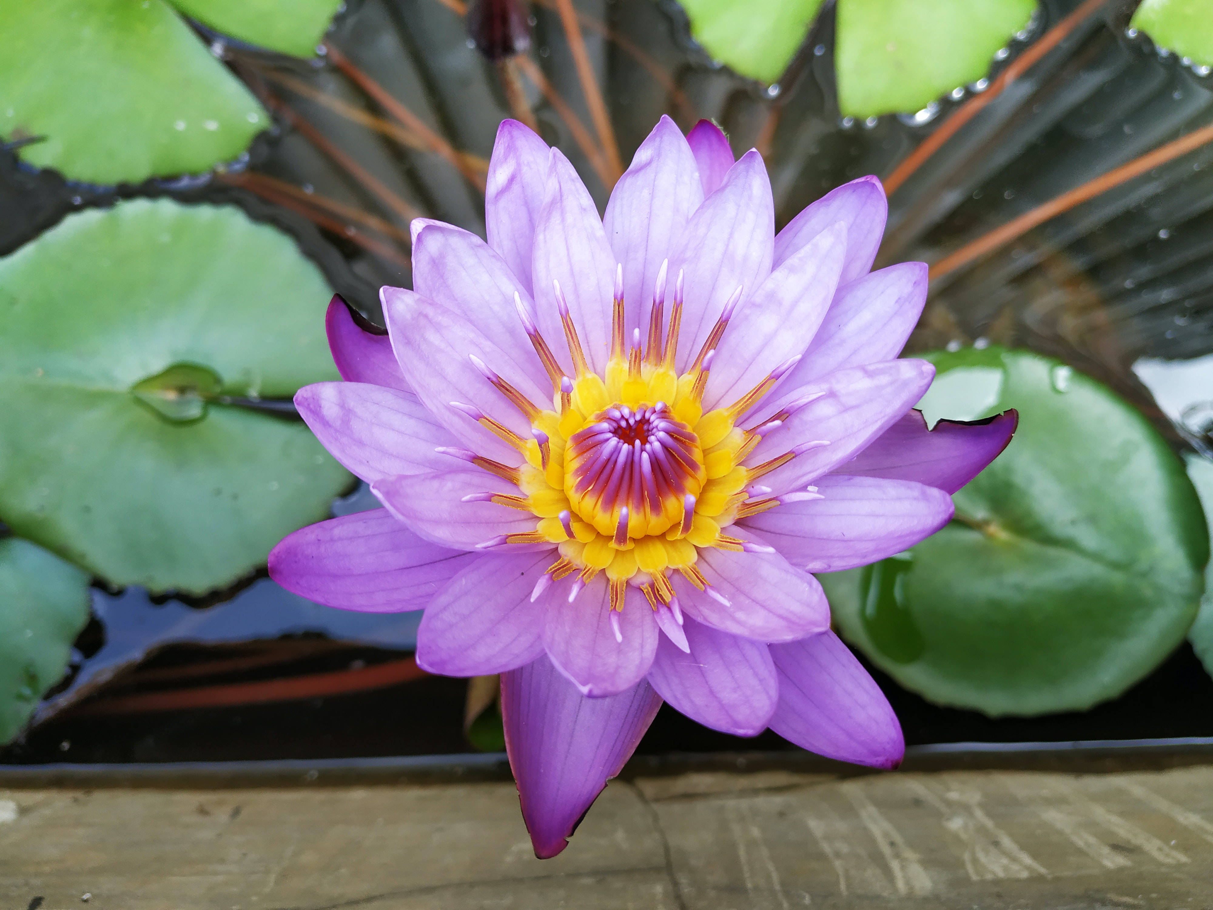 紫黃蓮花 壁紙