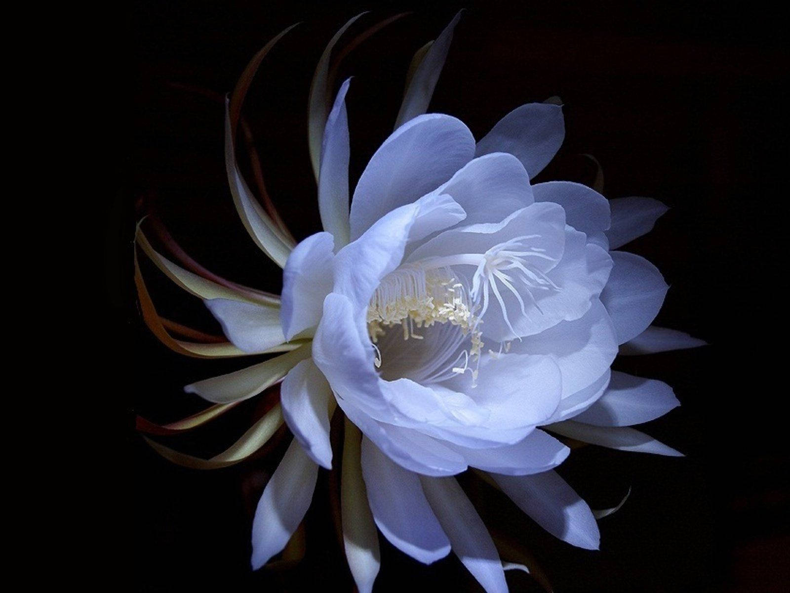 絕美白花桌面 壁紙