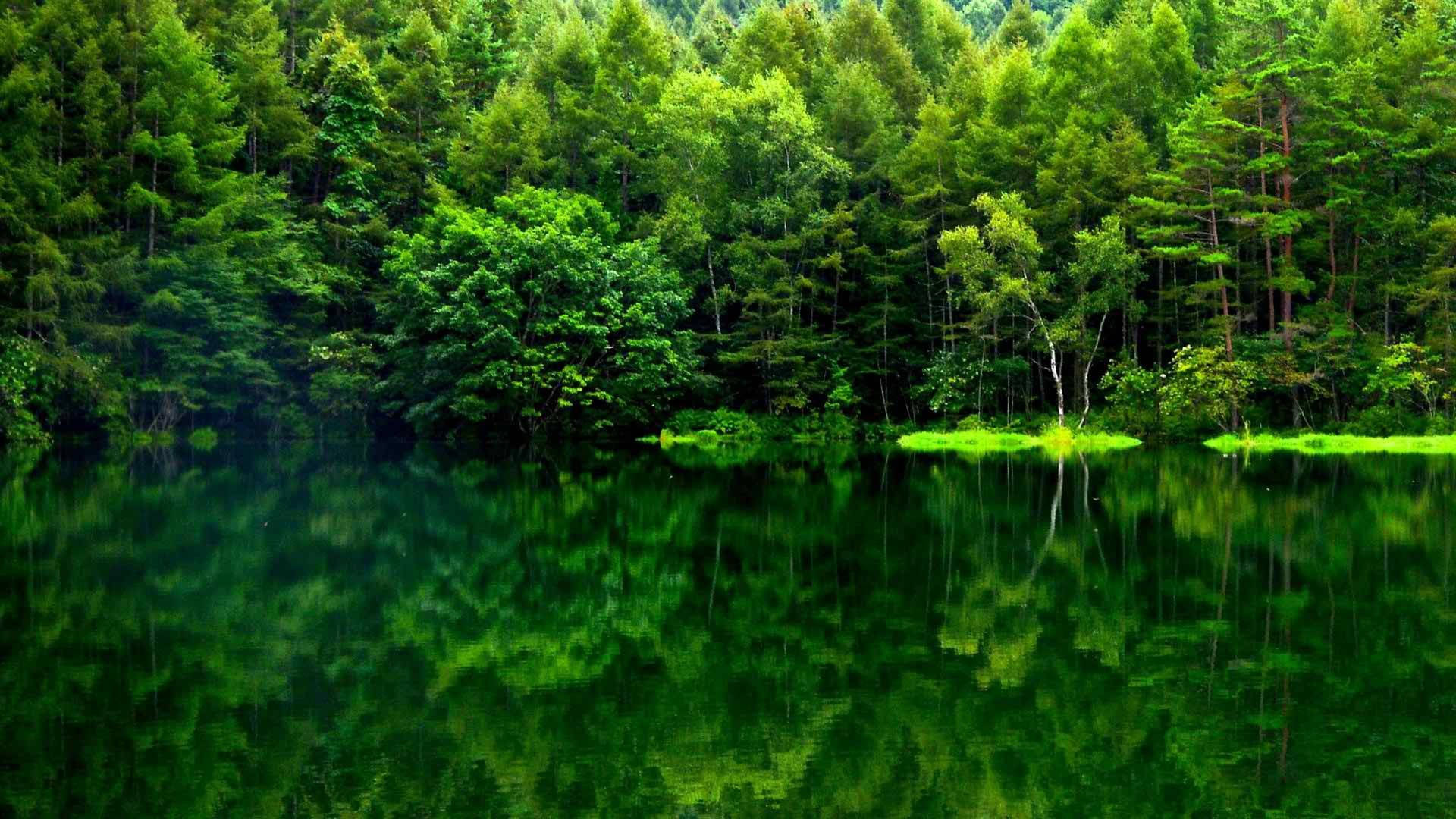 綠色森林倒影 壁紙