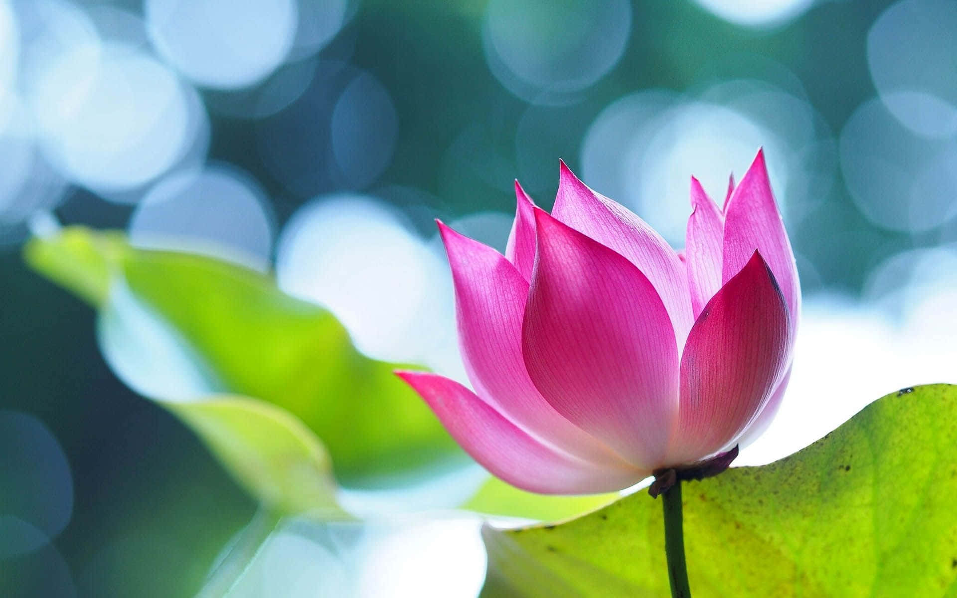 綻放的迷人蓮花 壁紙