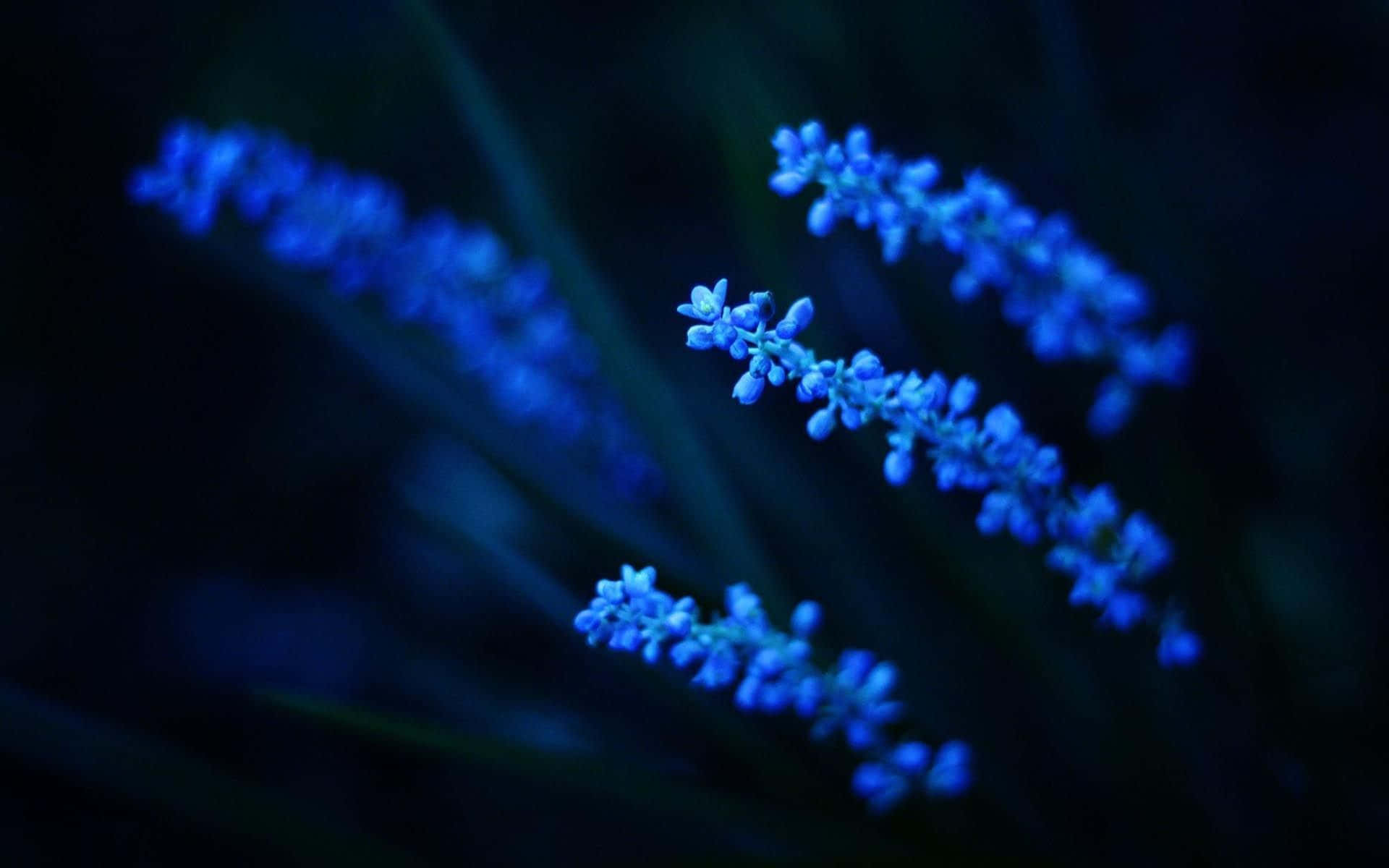 綻放美學花朵愉悅 壁紙