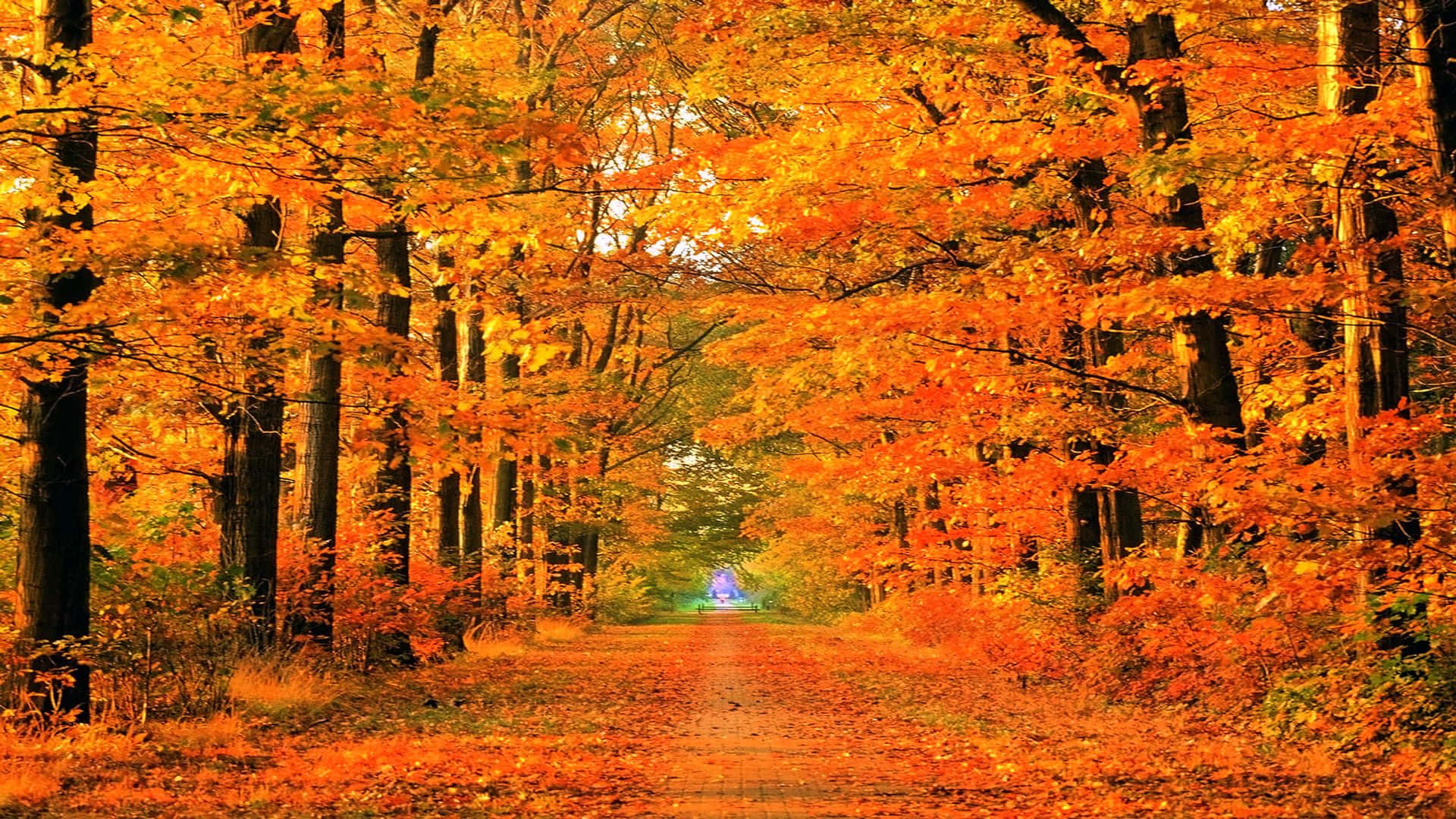 緋紅小徑秋樹縮放背景 壁紙