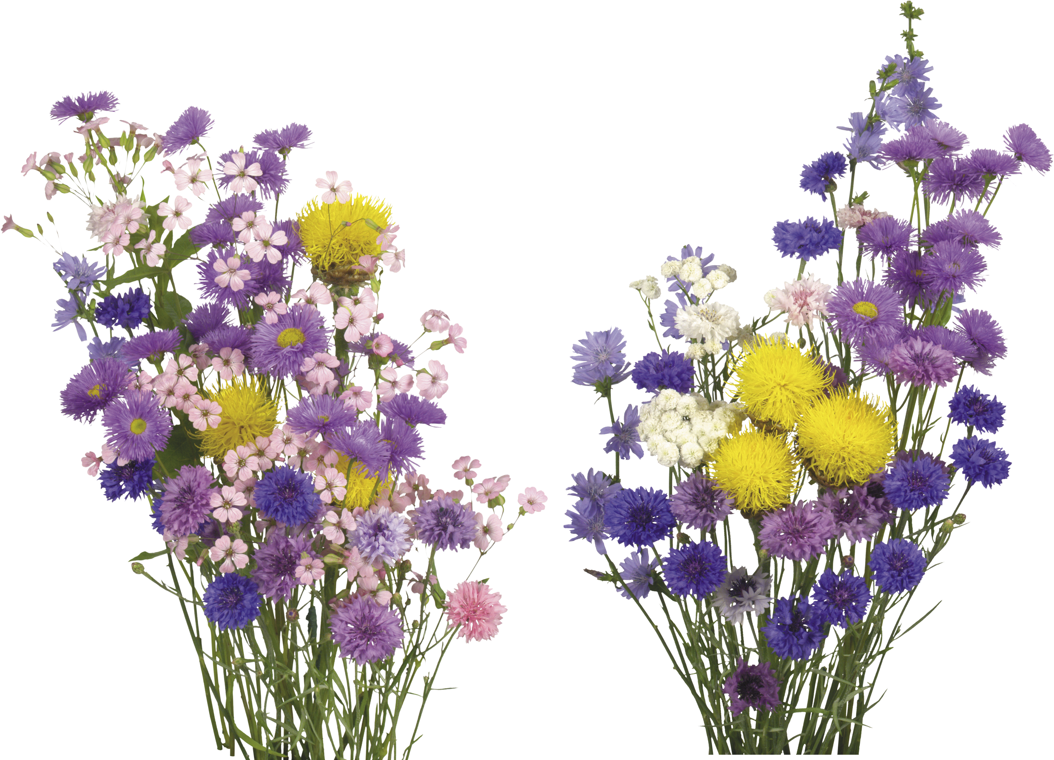 繽紛花束透明背景 壁紙
