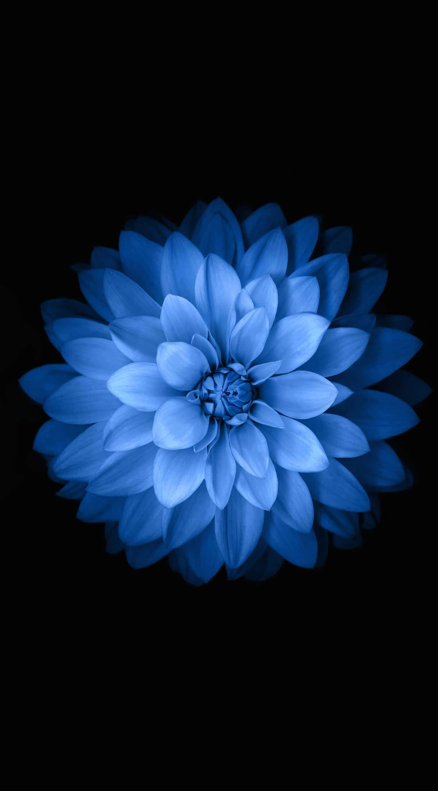 绽放时尚：我们的花朵iPhone保护壳 壁紙