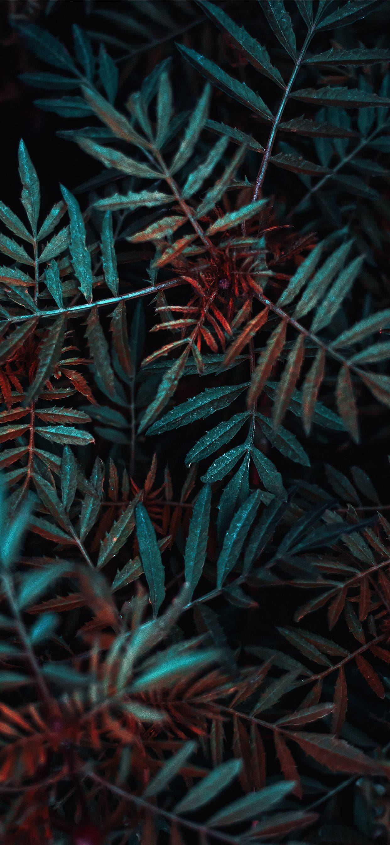 绿色植物微距摄影 壁紙