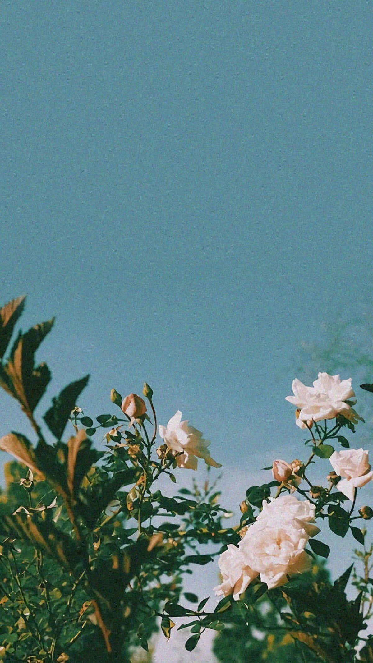 绿色植物美学玫瑰 壁紙