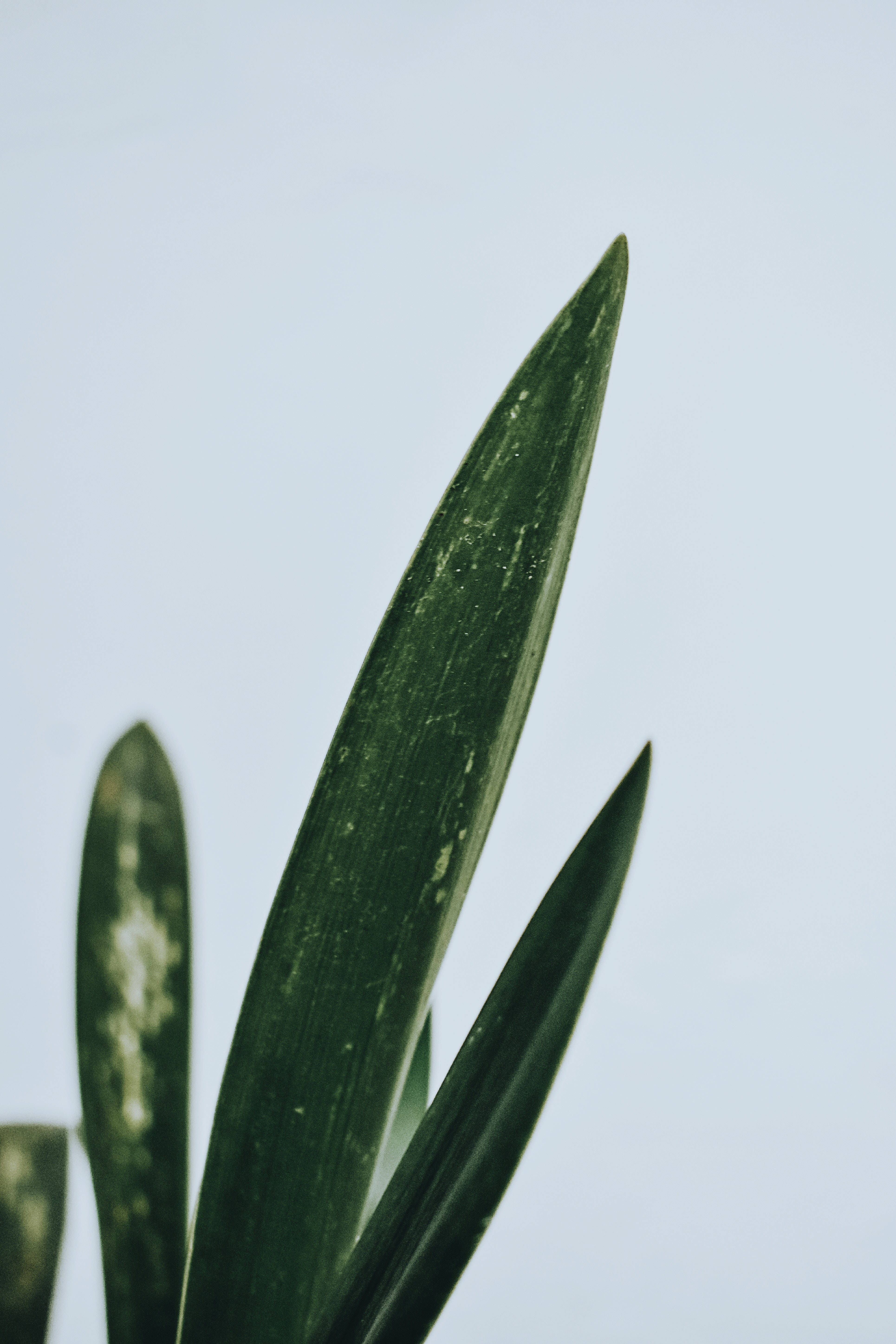 绿色简约背景 壁紙