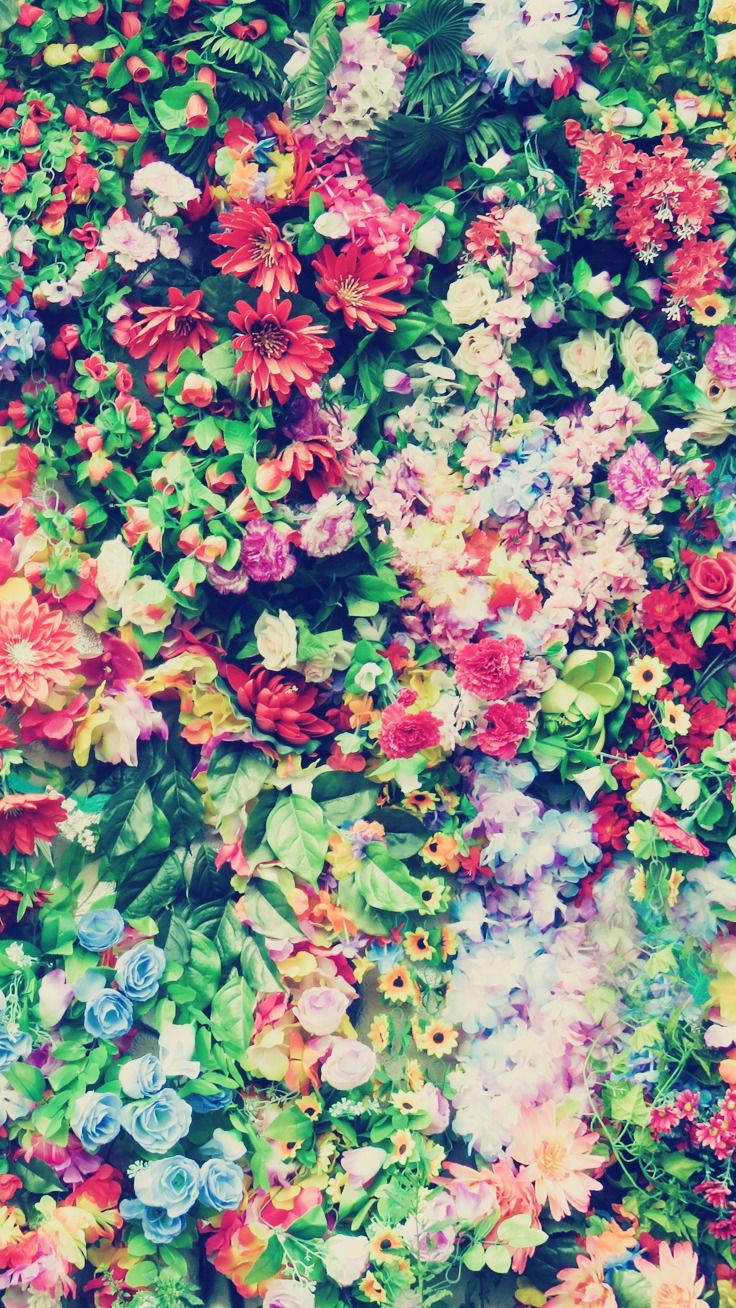 缤纷花卉苹果手机壁纸 壁紙