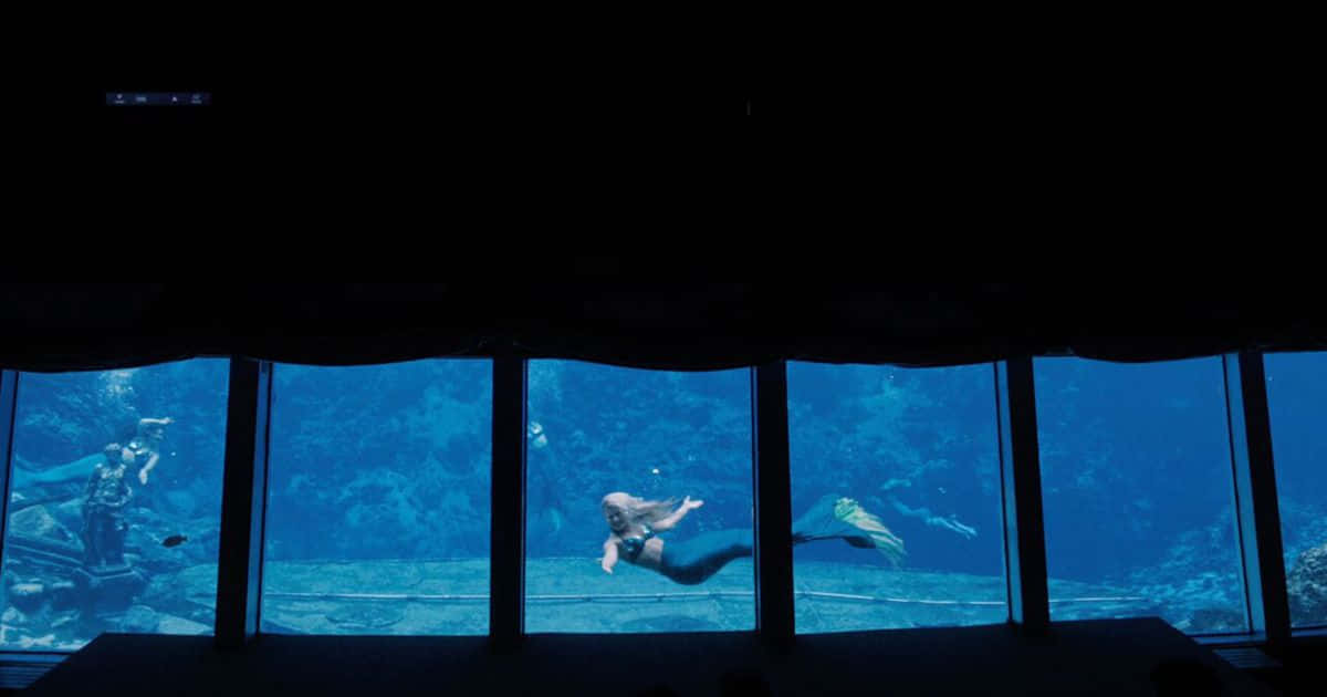 美人魚真實水族館圖片 壁紙