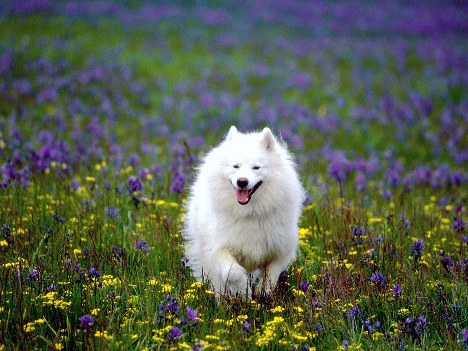 美國愛斯基摩白色犬圖片 壁紙
