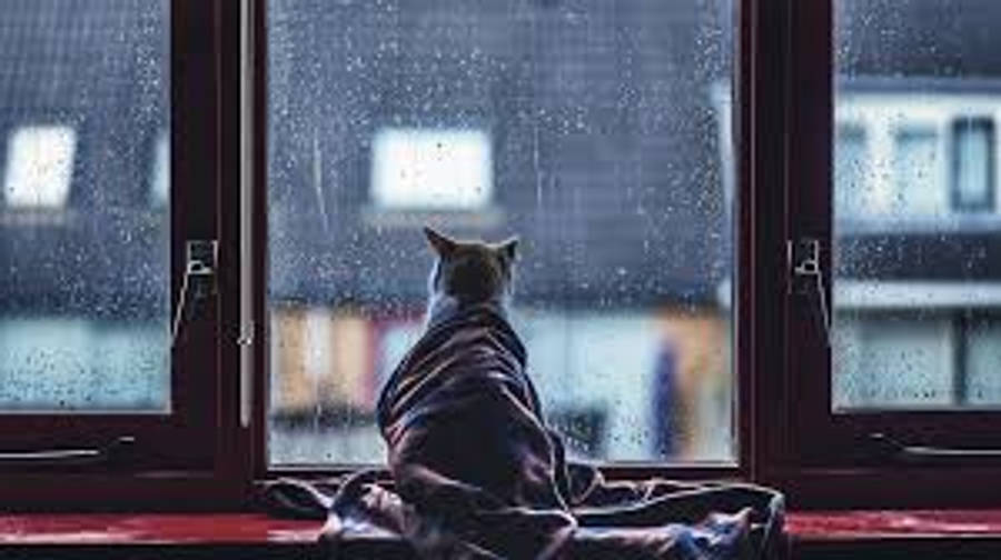 美學貓咪賞雨 壁紙