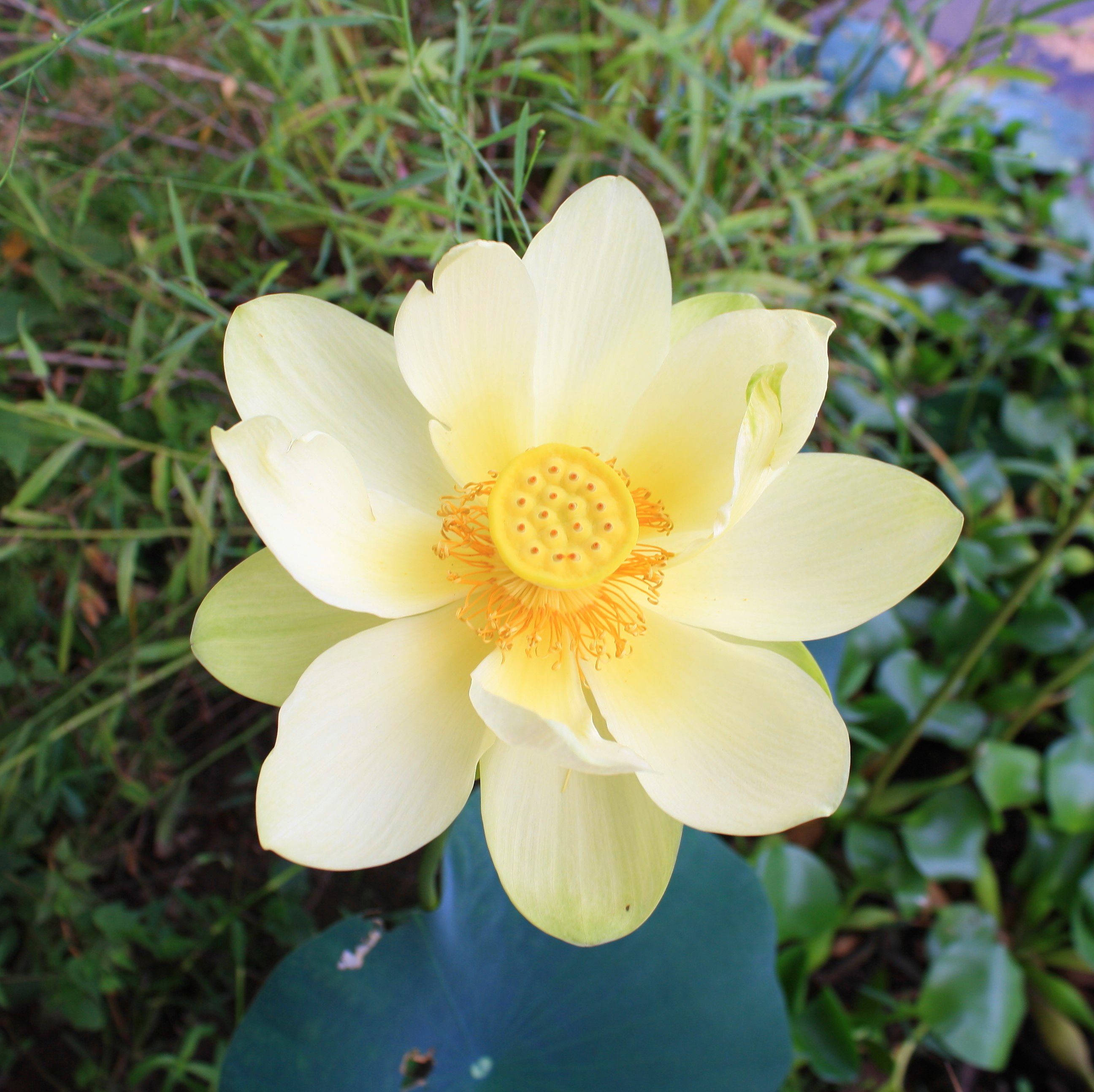 美洲蓮花 壁紙