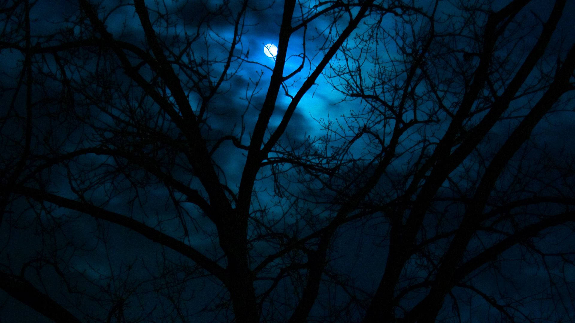 美麗的夜空與樹影剪影 壁紙