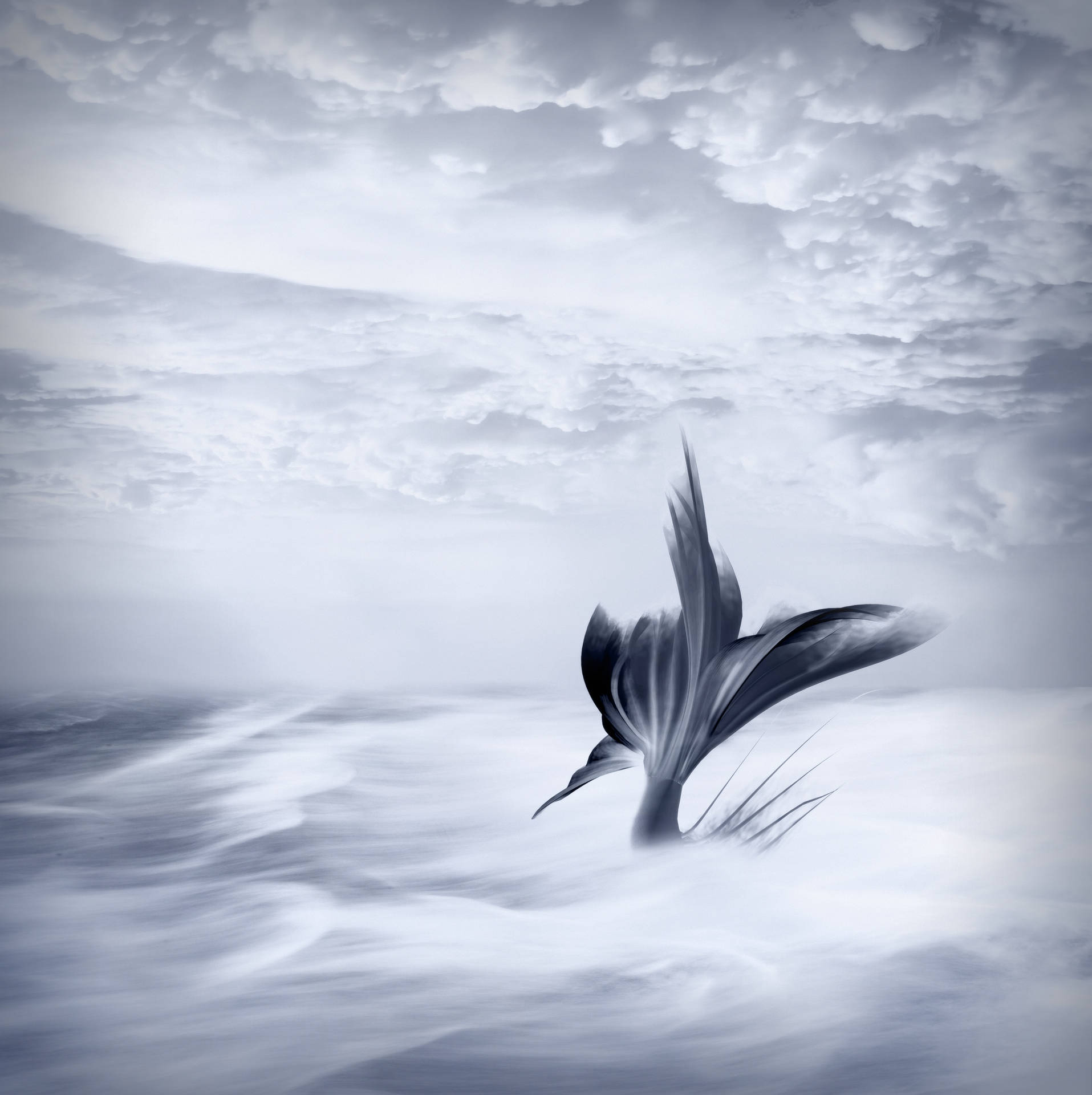 美人魚尾巴灰白雲彩壁紙藝術 — 美人鱼 壁紙